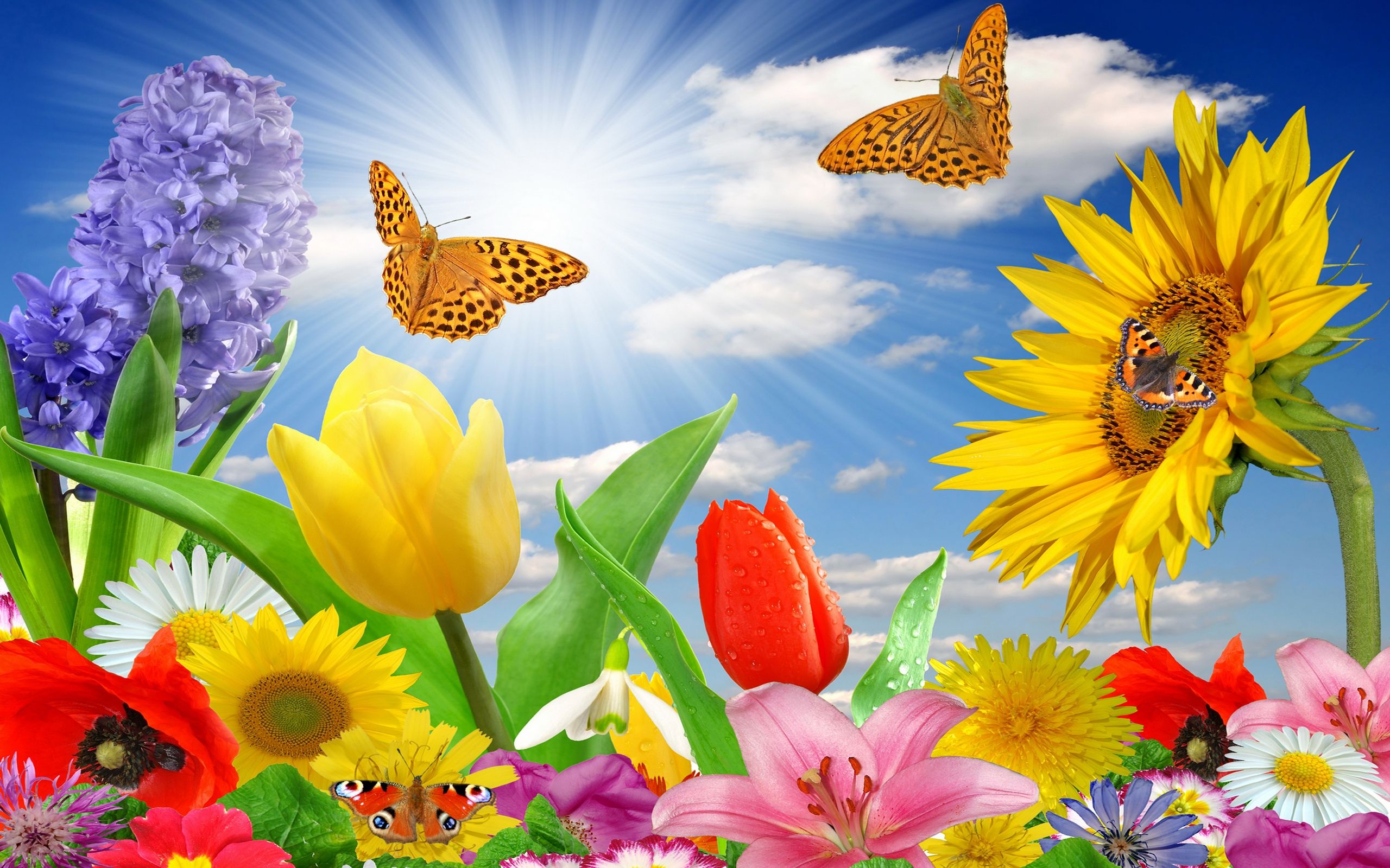 Girasoli farfalle fiori colorati, 2560x1600 2K, PC
