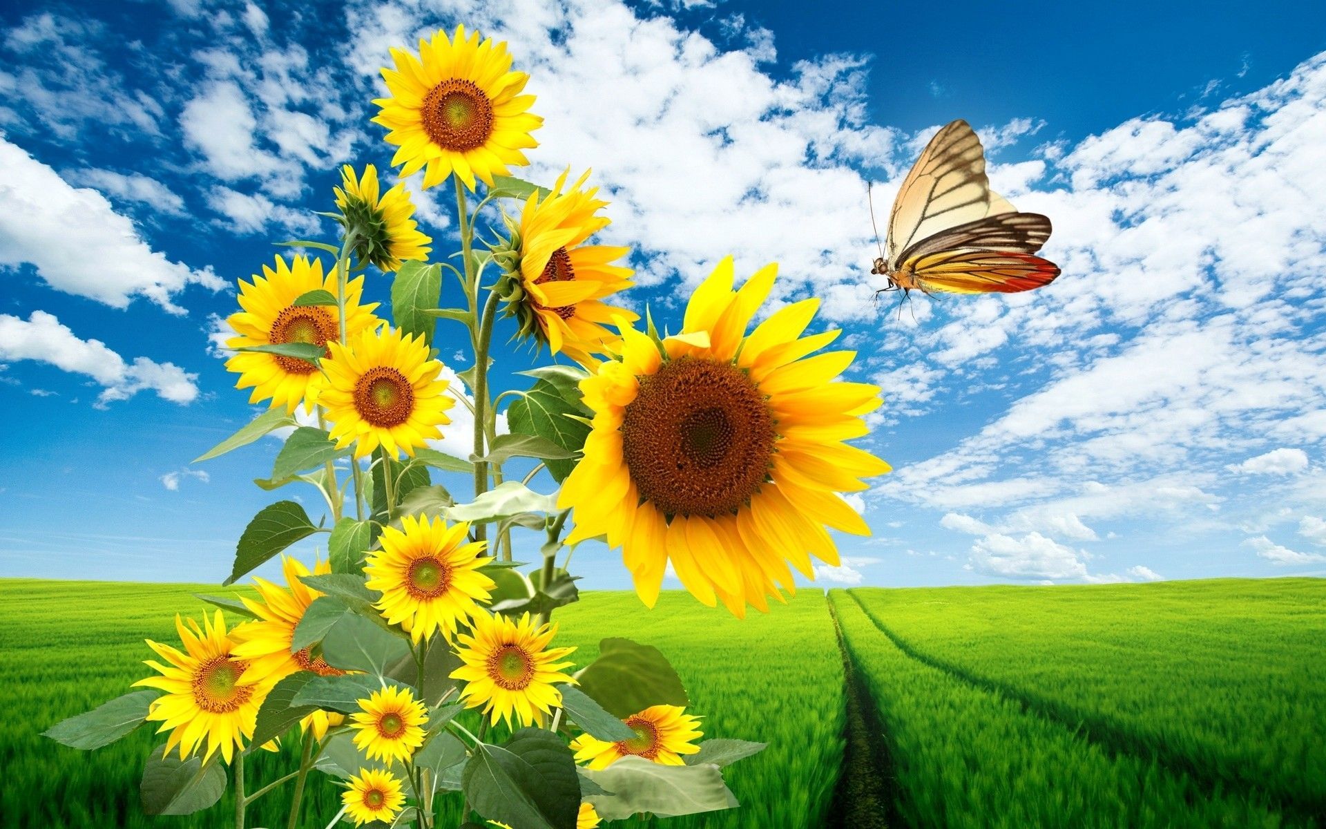 Girasoli e farfalla nel campo, 1920x1200 Full HD+ WUXGA, PC Desktop