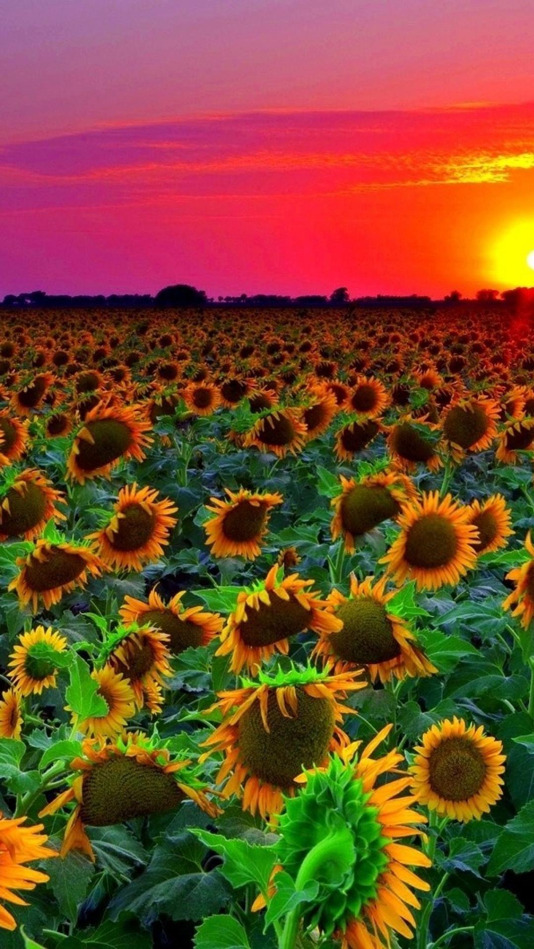 Campo di girasoli al tramonto, 1080x1920 Verticale, Mobile