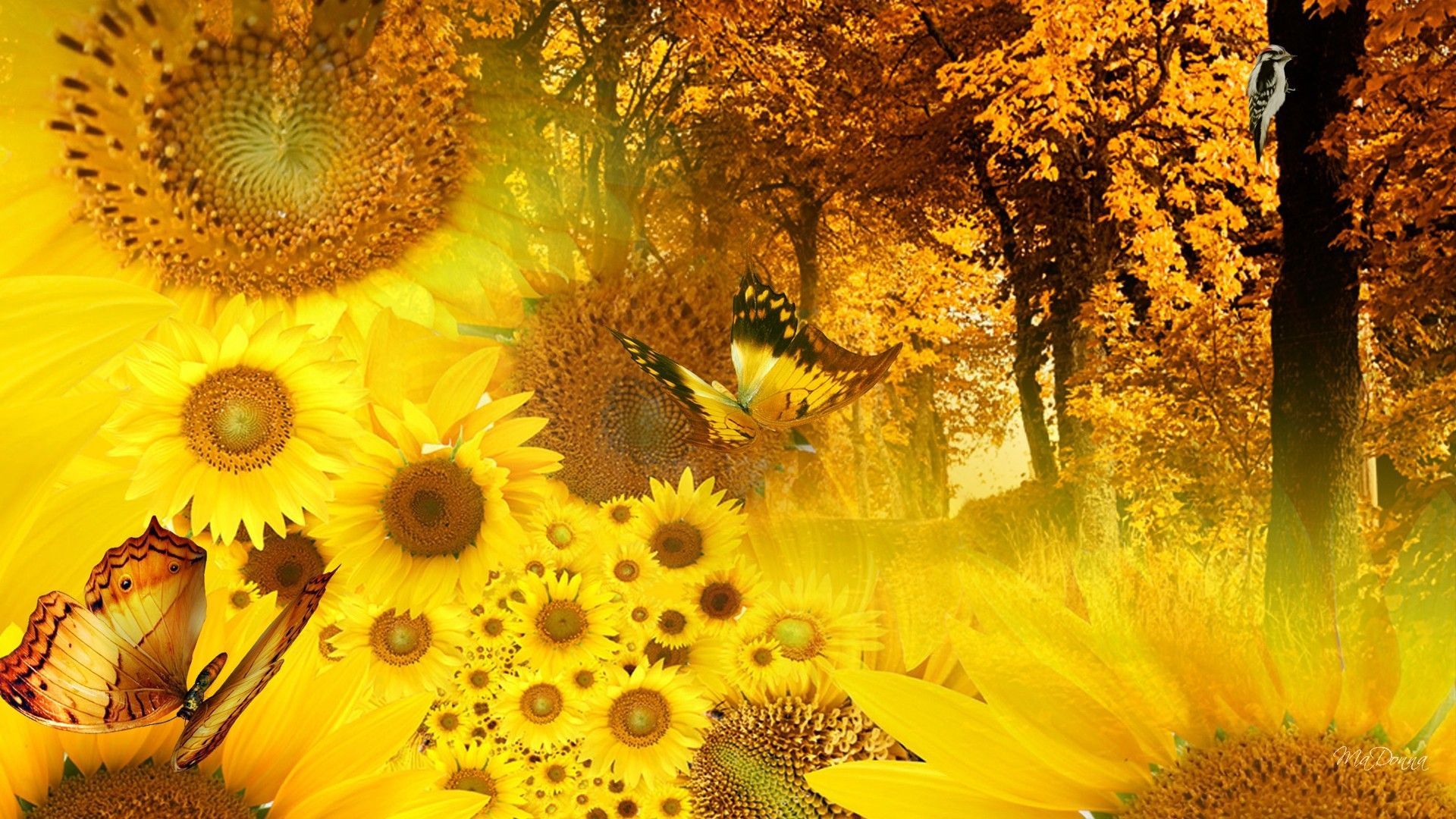Girasoli e farfalle dorati, 1920x1080 1080p, Desktop