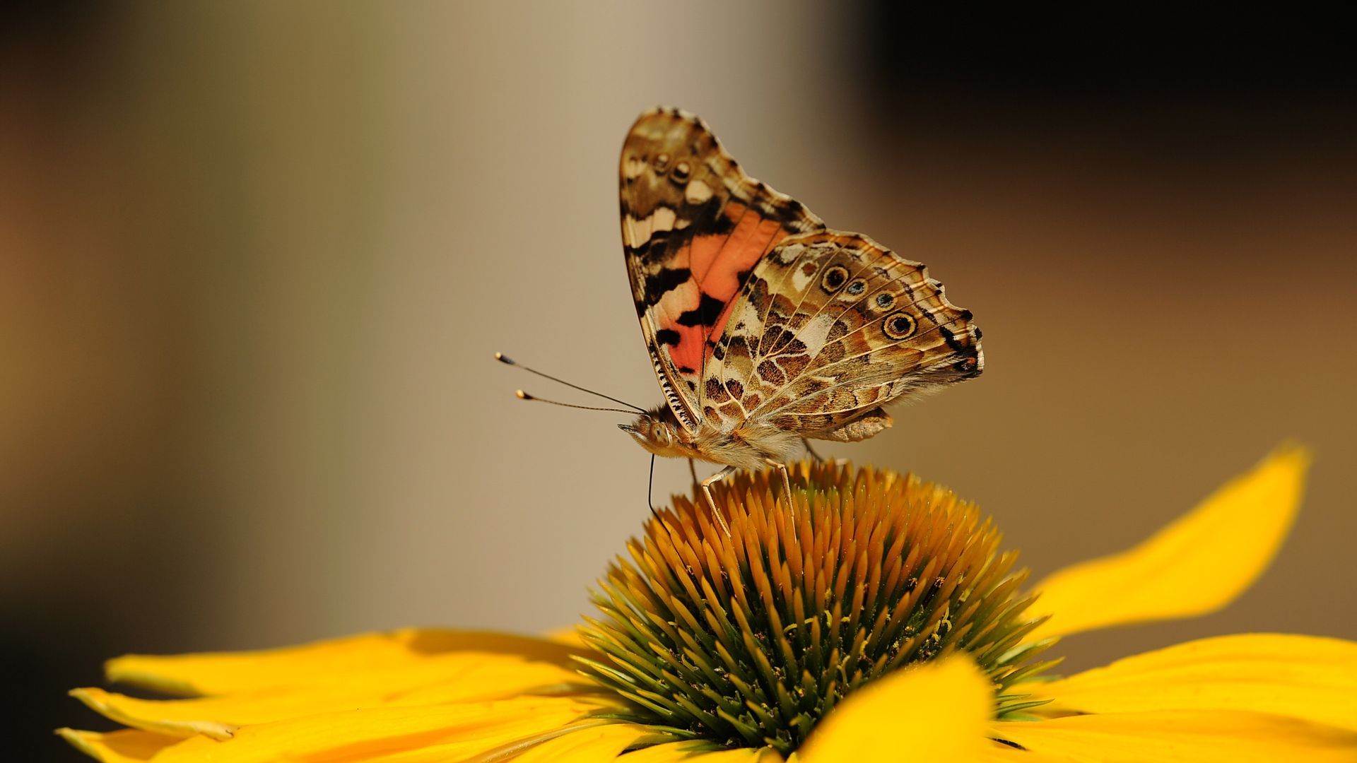 Farfalla su girasole, 1920x1080 1080p, Laptop