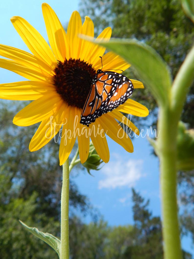 Girasole con farfalla monarca, 794x1059 Full HD Verticale, iPhone