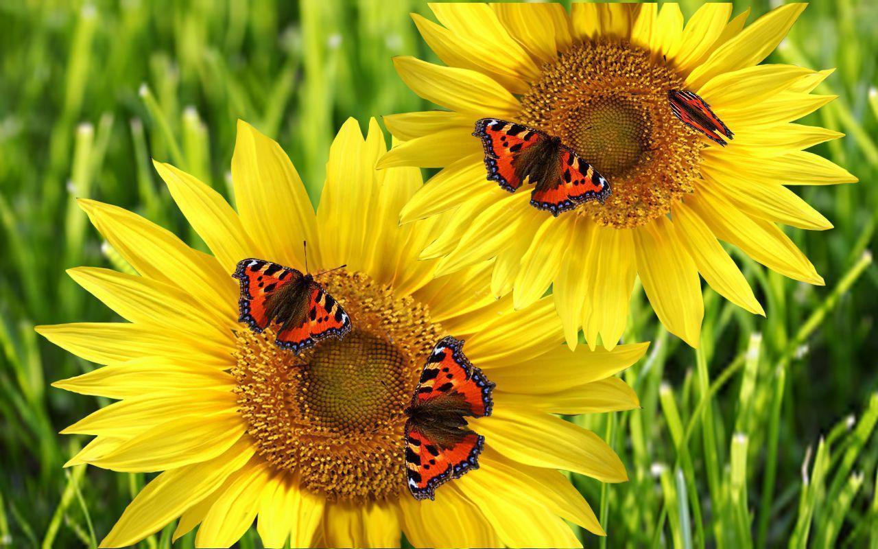Farfalle su girasoli gialli, 1280x800 HD, Desktop