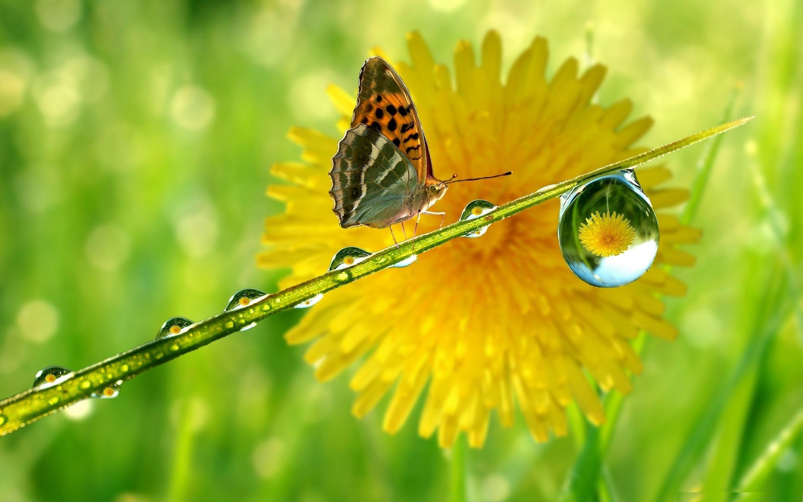 Farfalla su fiore giallo con rugiada, 2560x1600 2K, Laptop