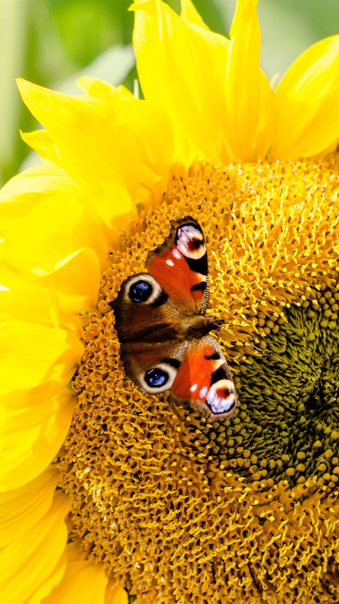 Farfalla su girasole giallo, 1080x1920 Full HD Verticale, Samsung Galaxy