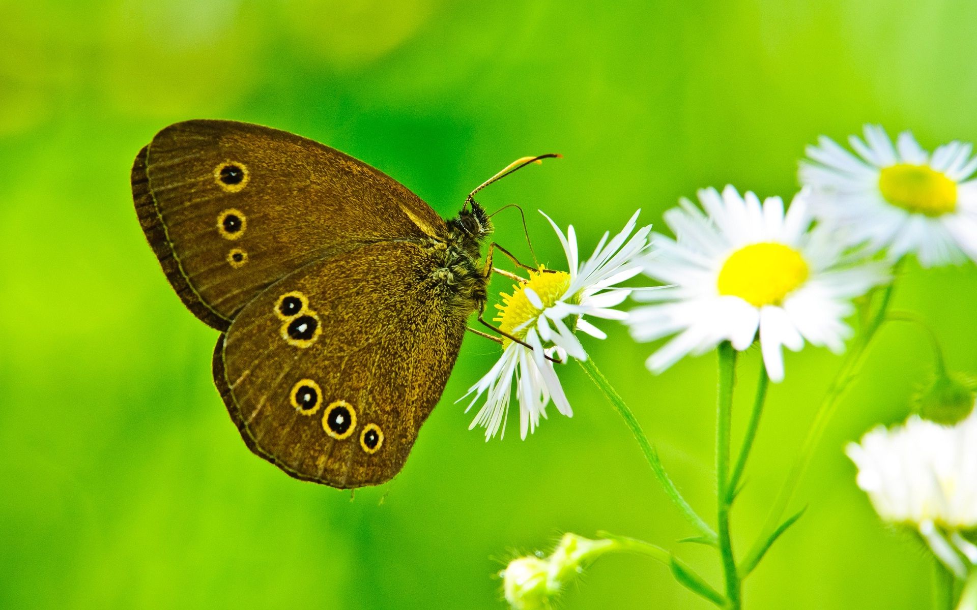 Farfalla marrone su margherite bianche, 1920x1200 Full HD+ WUXGA, Desktop