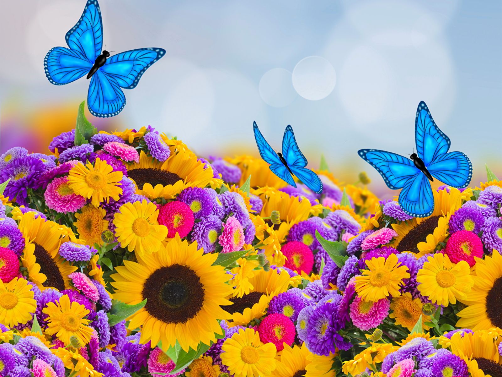 Girasoli, astri e farfalle blu, 1600x1200 HD, Laptop