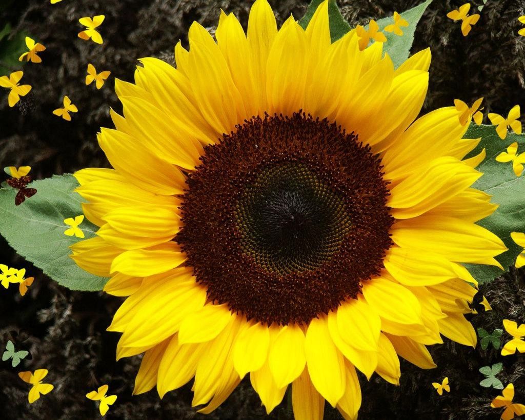 Girasole con farfalle gialle, 1024x819 HD, Desktop
