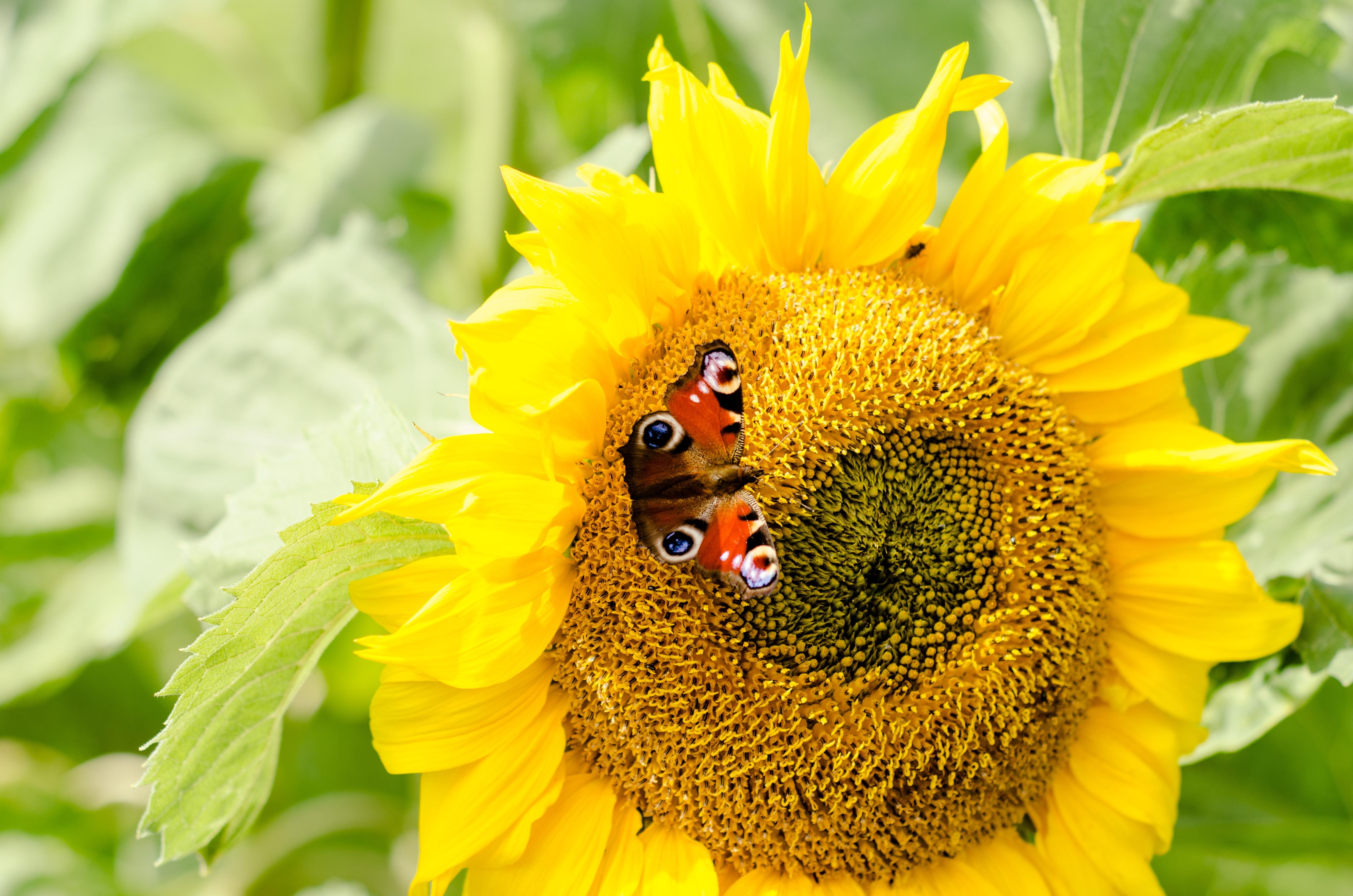 Farfalla su girasole giallo, 4928x3264 4K Ultra HD, Monitor 4K