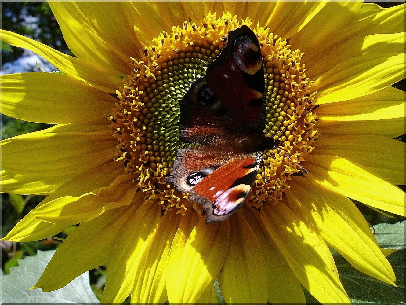 Farfalla su girasole giallo, 1330x998 720p, PC