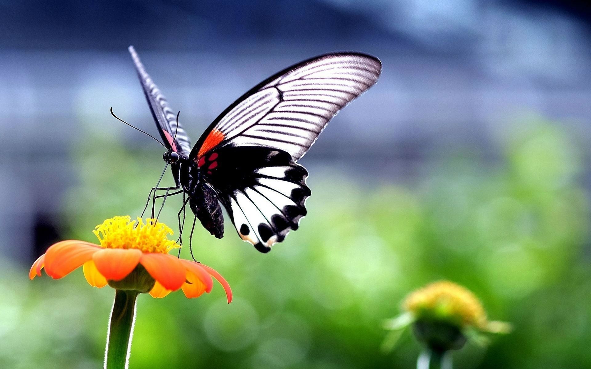 Farfalla nera su fiore arancione, 1920x1200 WUXGA, Laptop