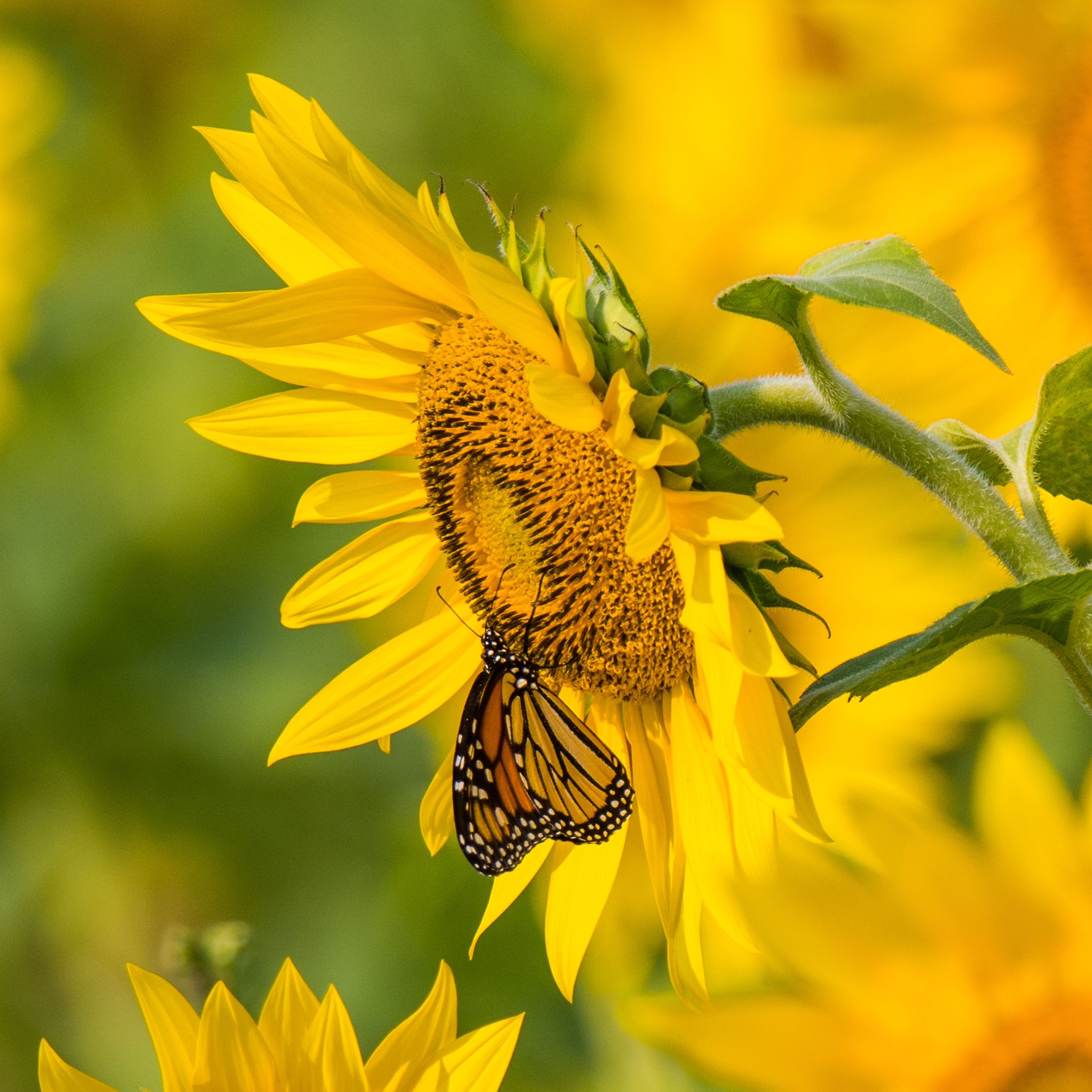 Farfalla monarca su girasole, 3415x3415 WQXGA, Monitor Gaming