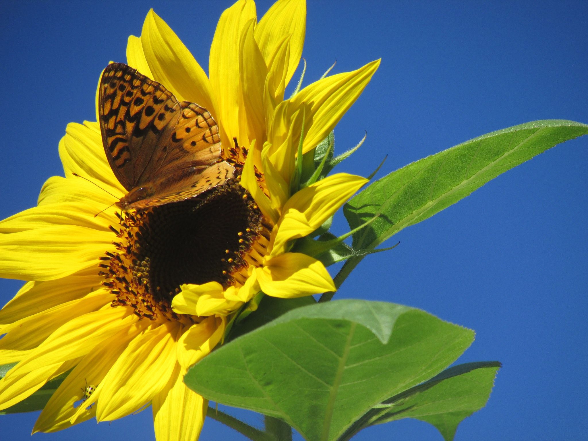 Farfalla su girasole giallo, 2048x1536 alta risoluzione, Desktop