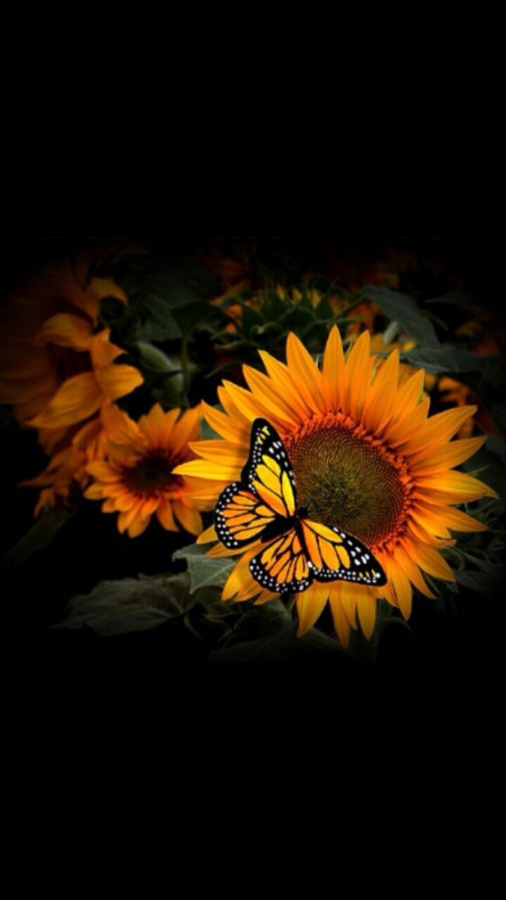 Girasoli con farfalla monarca, 720x1280 Verticale, Telefono