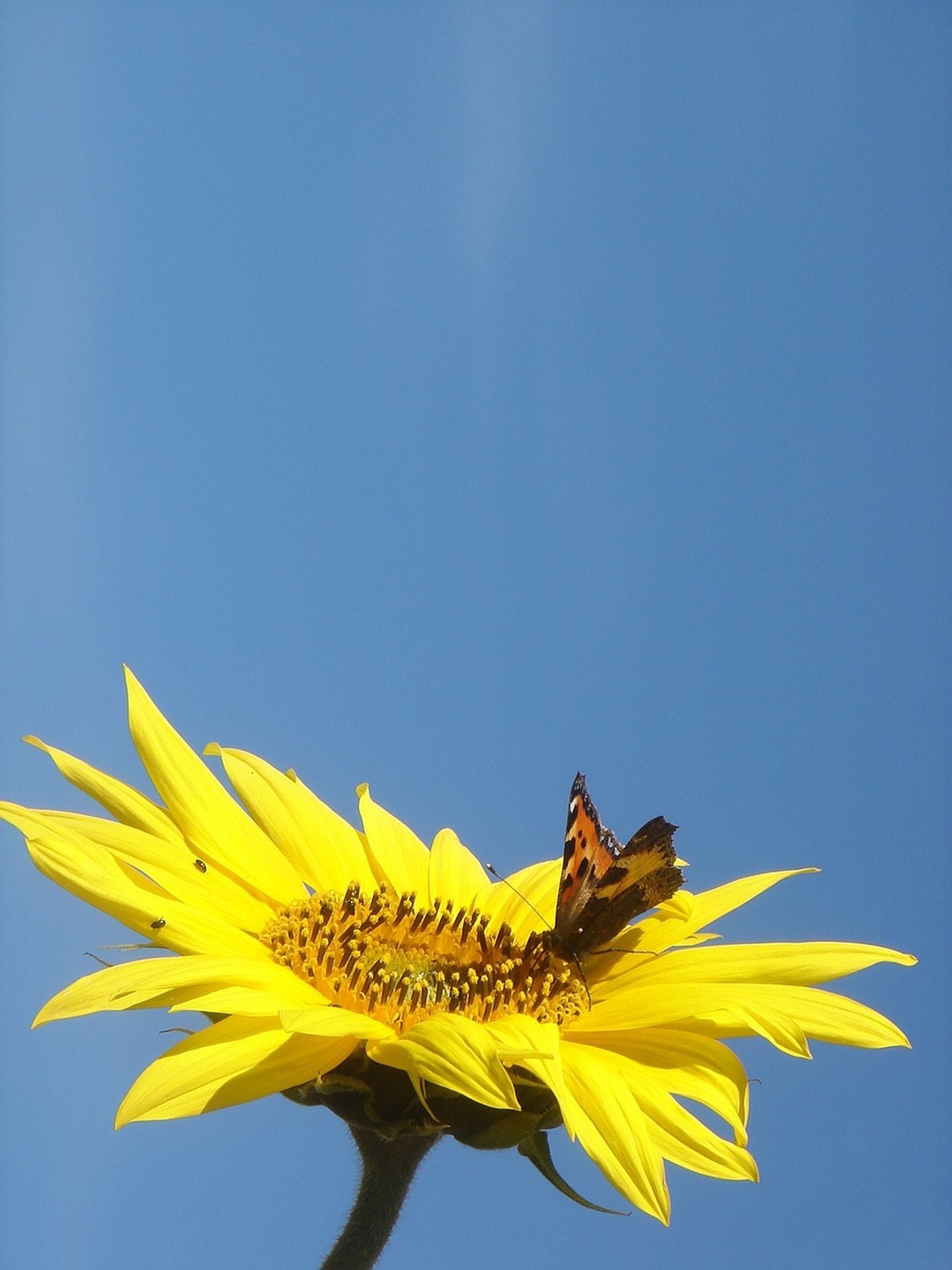 Girasole con farfalla arancione, 1440x1920 Full HD Verticale, iPhone