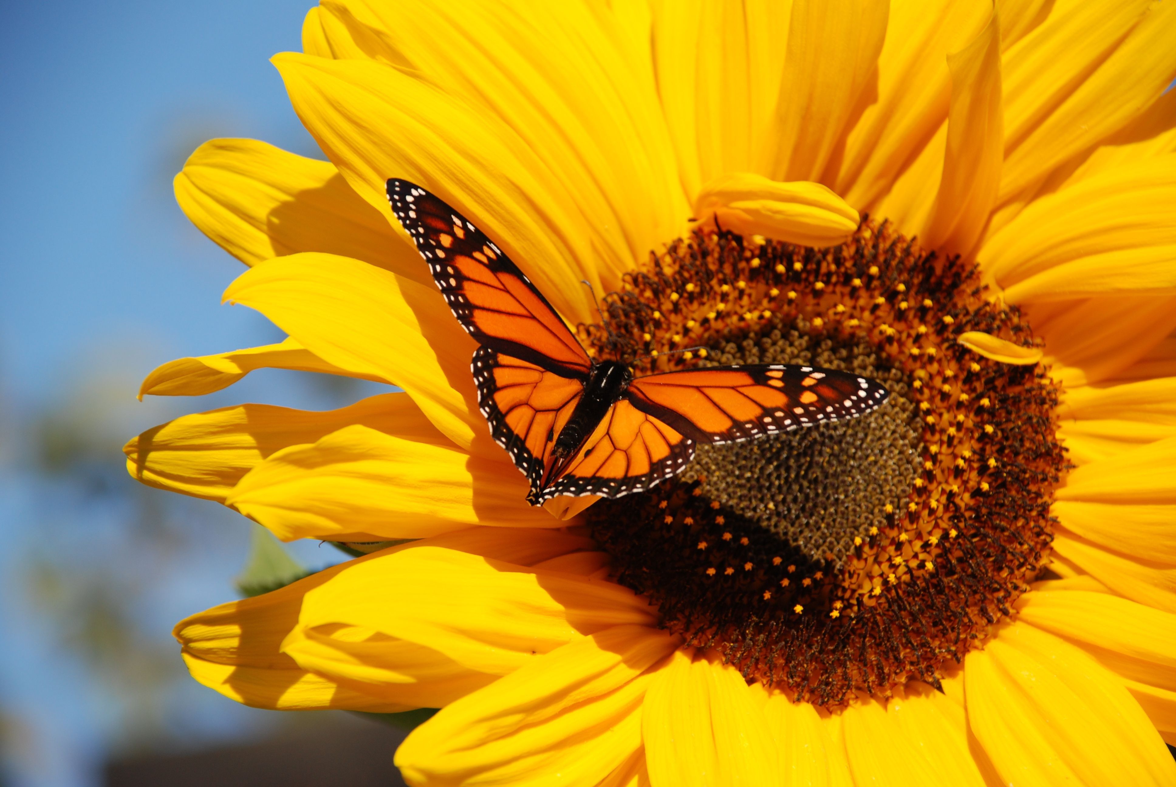 Farfalla monarca su girasole, 3872x2592 UHD, PC 4K