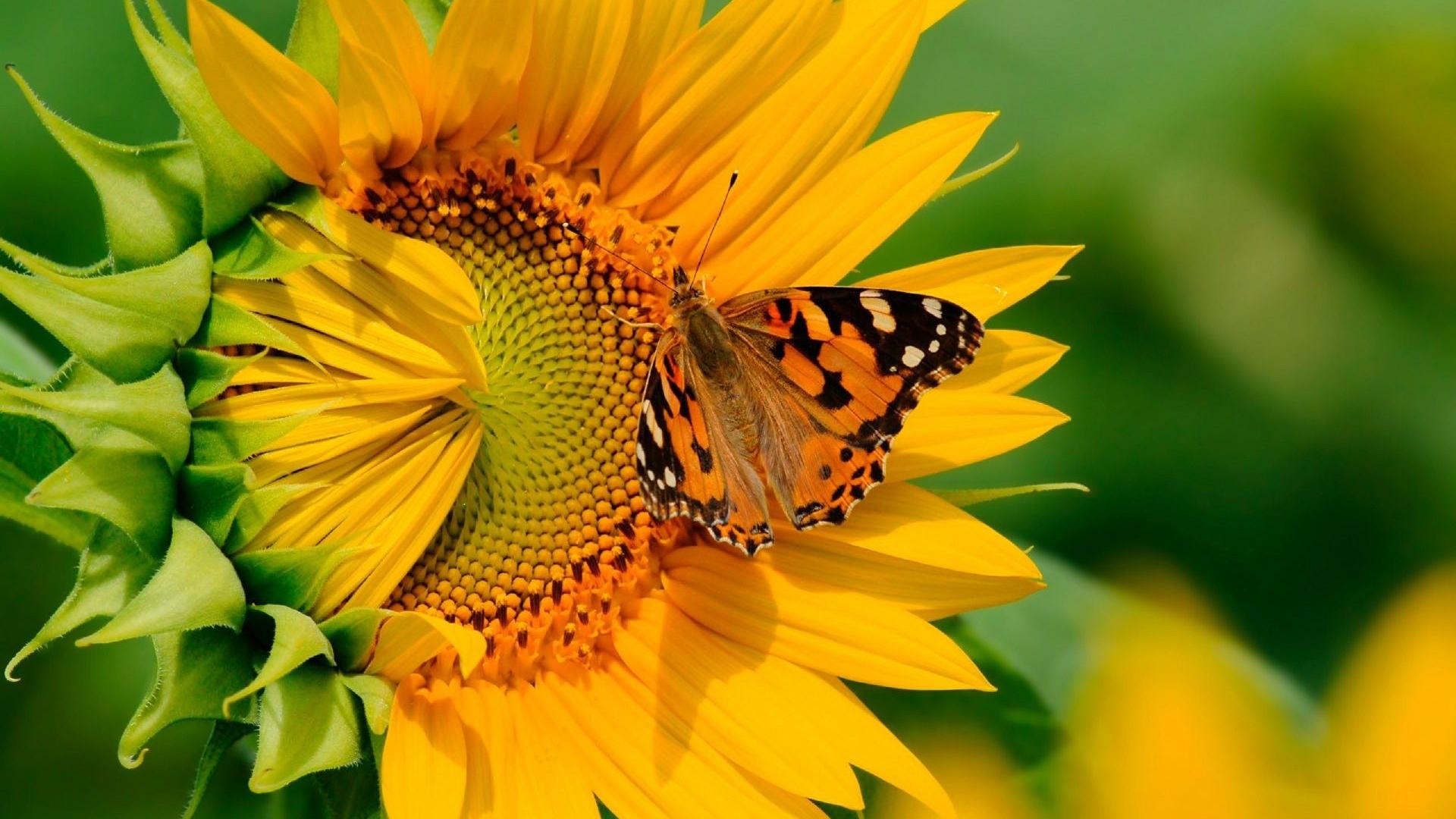 Farfalla su girasole giallo, 1920x1080 Full HD 1080p, PC