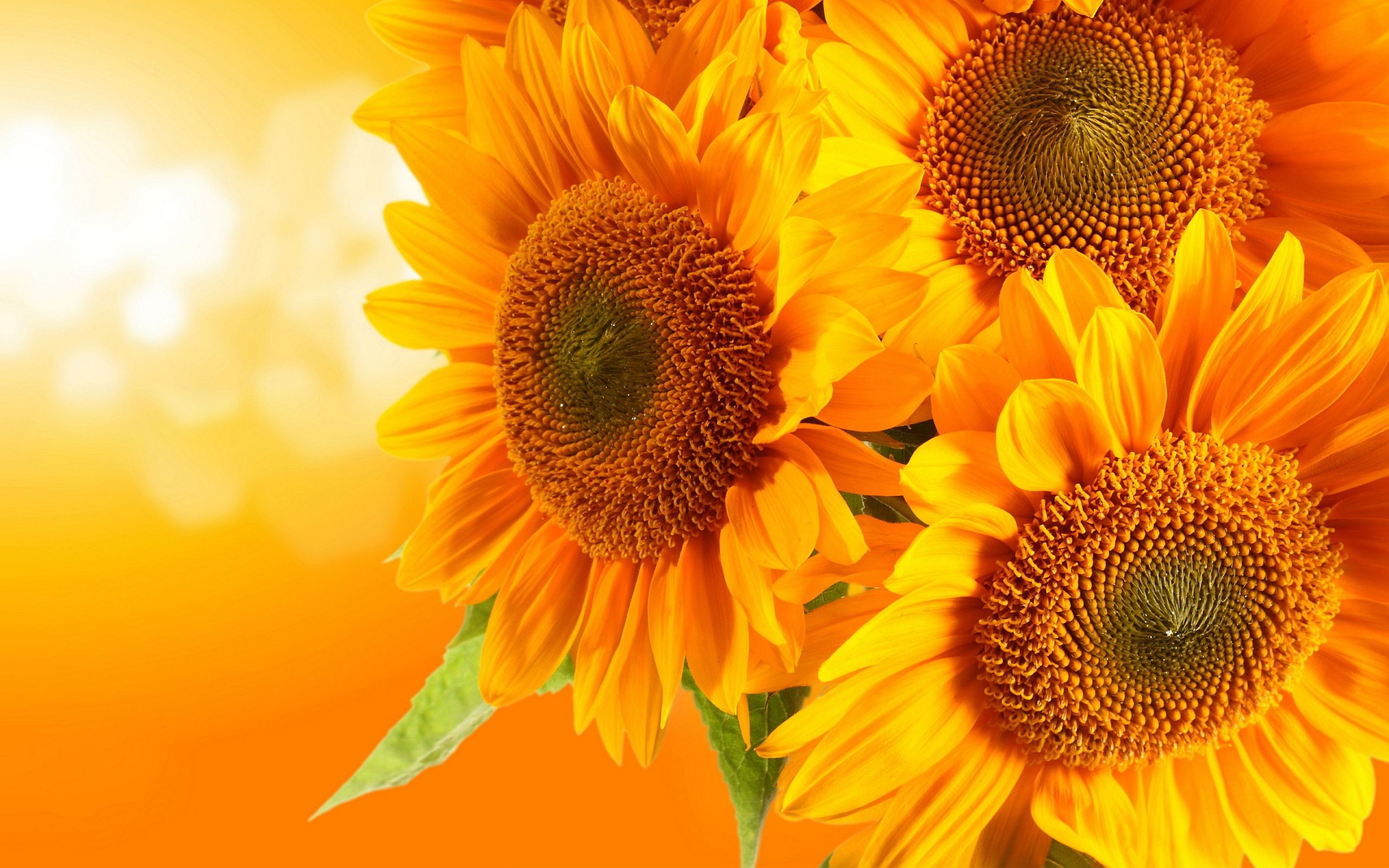Girasoli gialli su sfondo arancione, 2560x1600 2K, Desktop