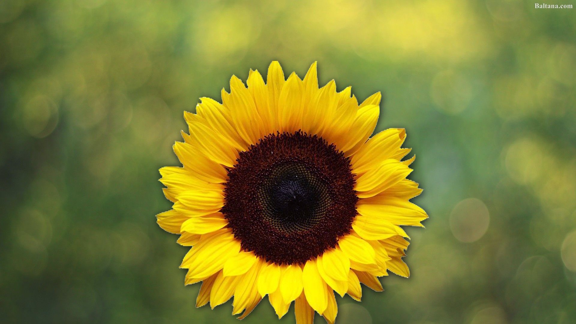 Girasole giallo su sfondo verde, 1920x1080 Full HD 1080p, Desktop