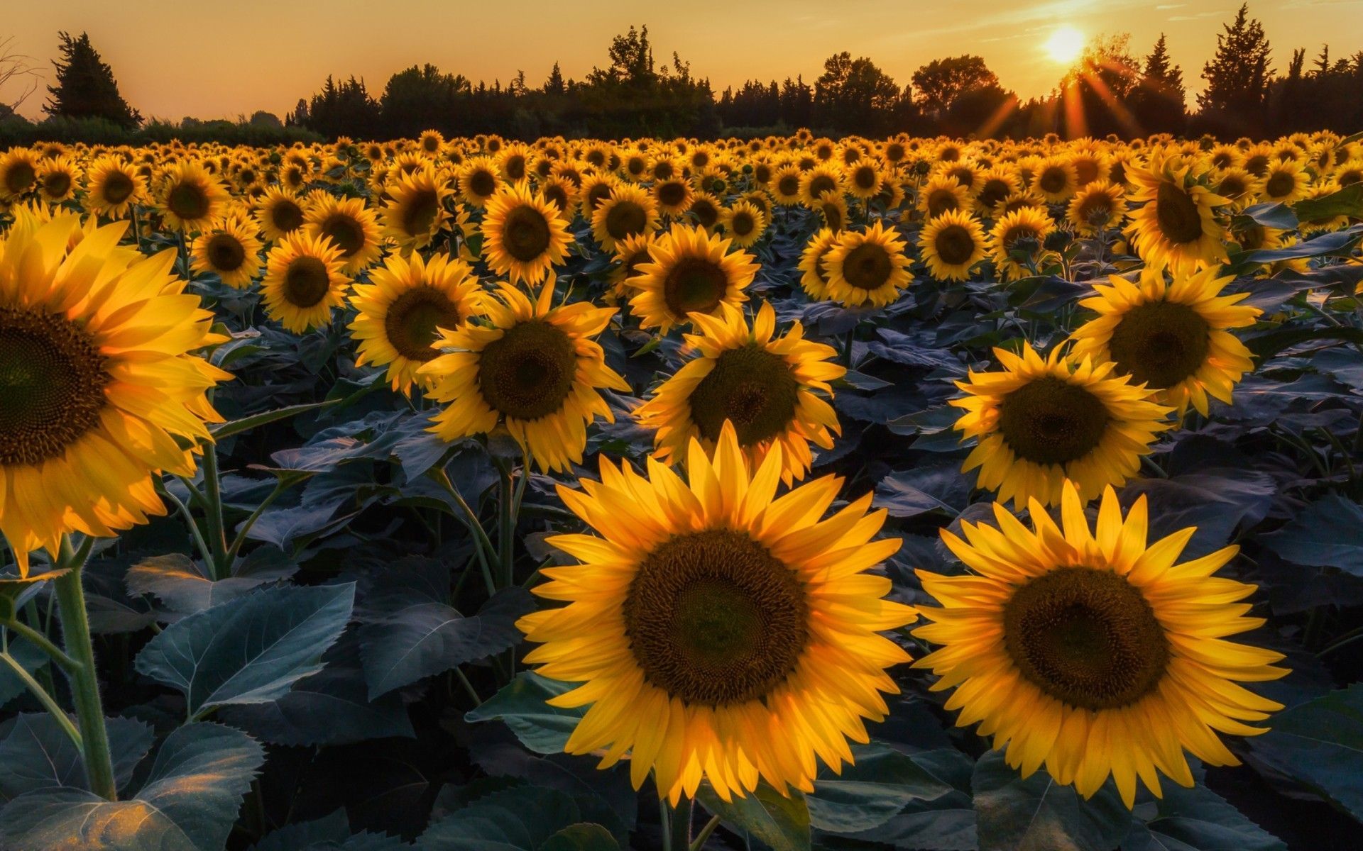 Campo di girasoli al tramonto, 1920x1200 Full HD+, Laptop