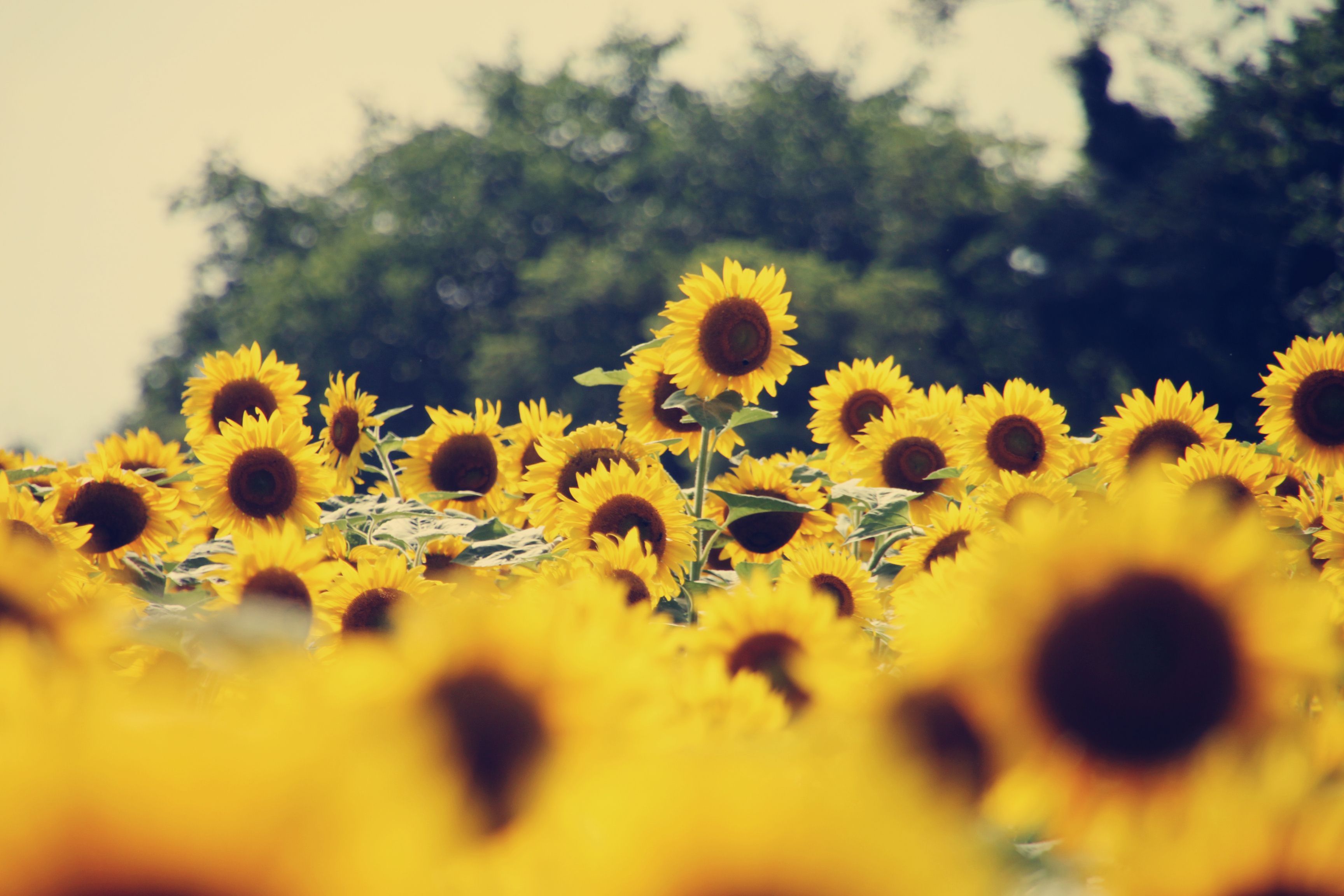 Campo di girasoli, 3456x2304 2K+, Desktop