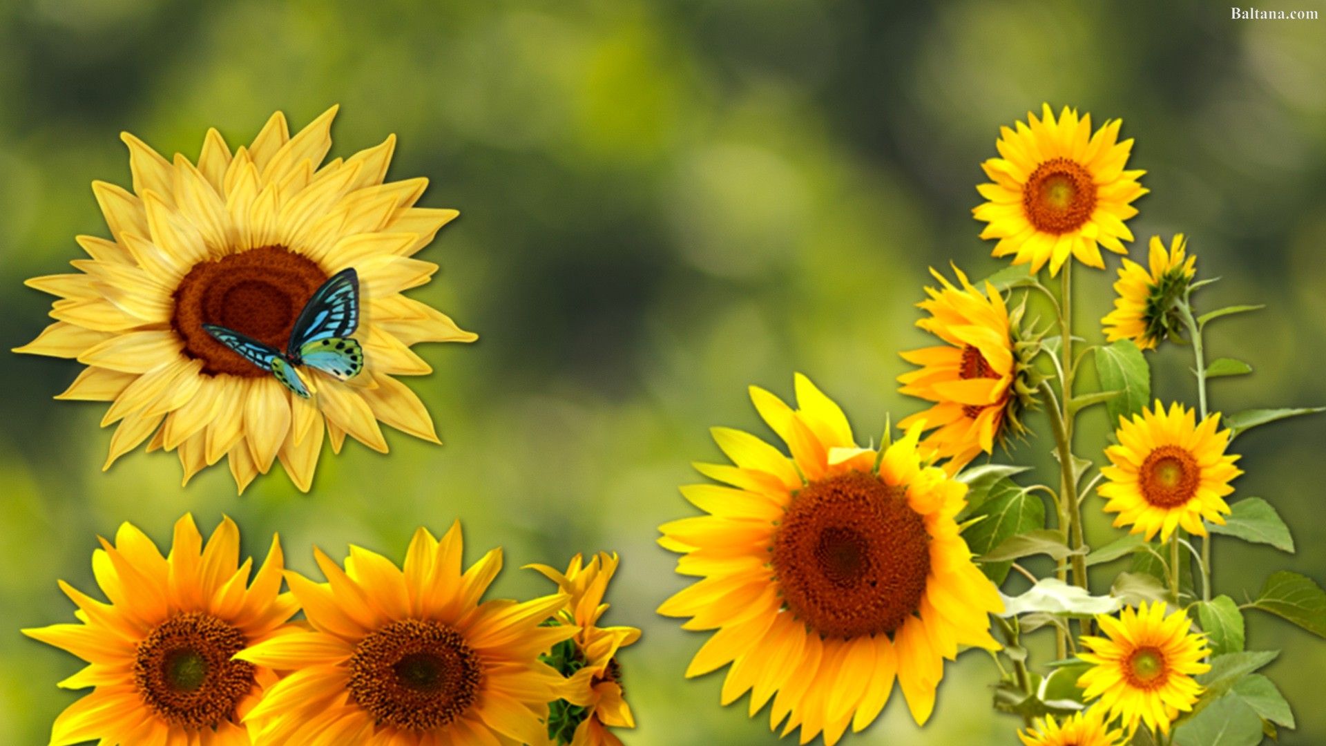 Girasoli gialli con farfalla blu, 1920x1080 Full HD 1080p, PC