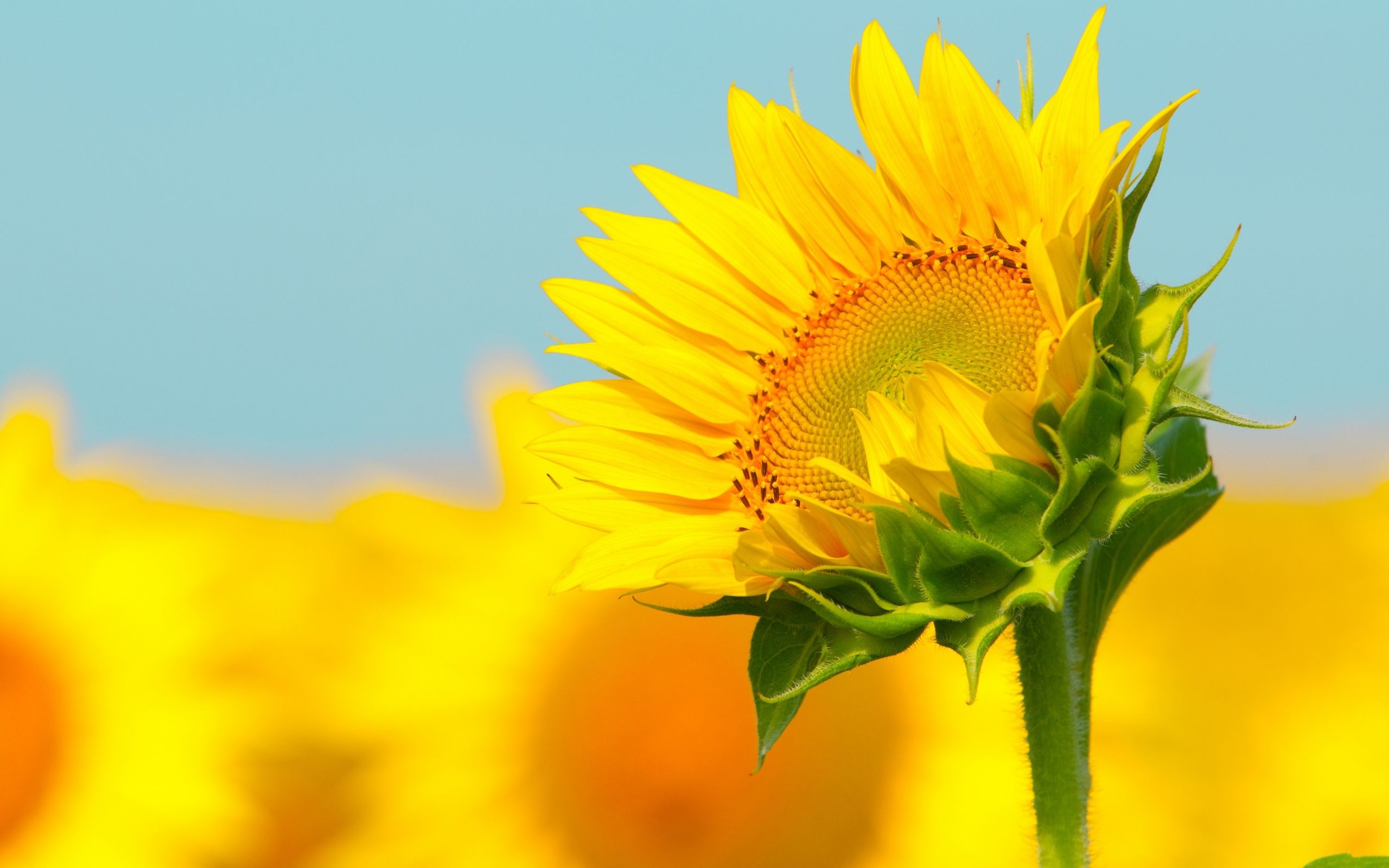 Girasole giallo in campo, 2560x1600 WQXGA, MacBook Pro