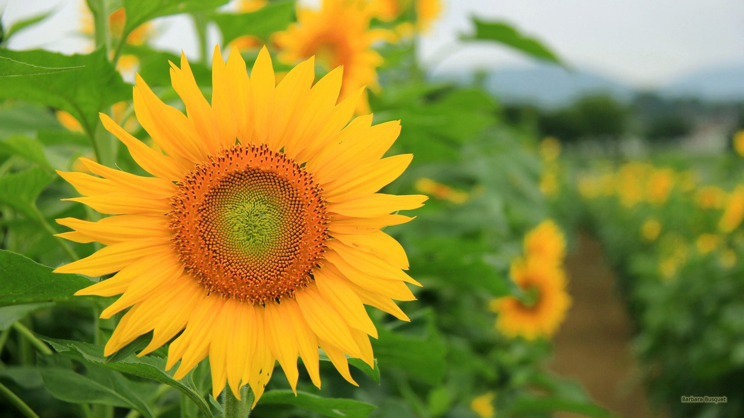 Girasole giallo in campo, 2560x1440 1440p, Desktop