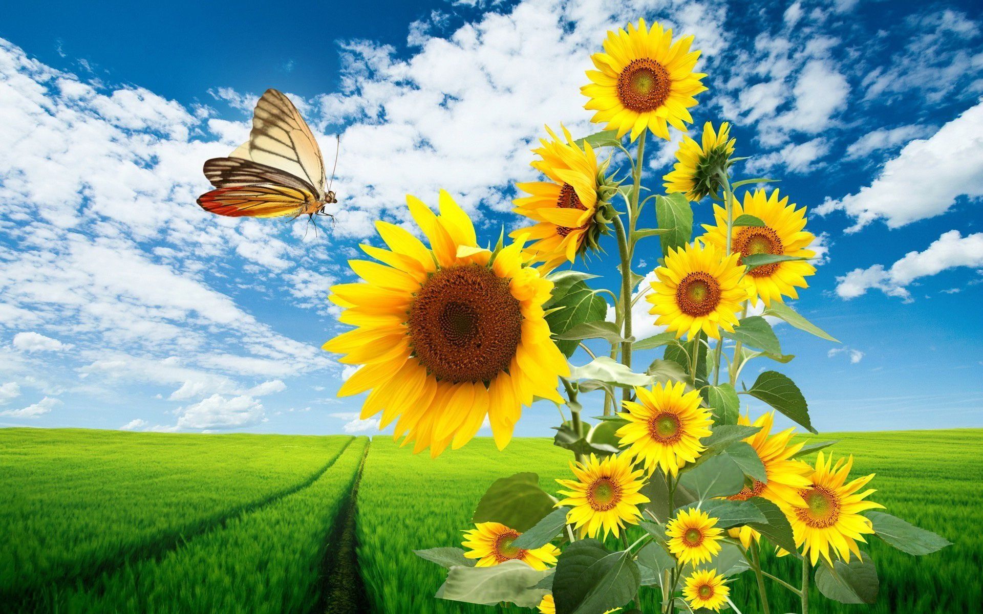 Girasoli con farfalla in campo, 1920x1200 Full HD+, PC