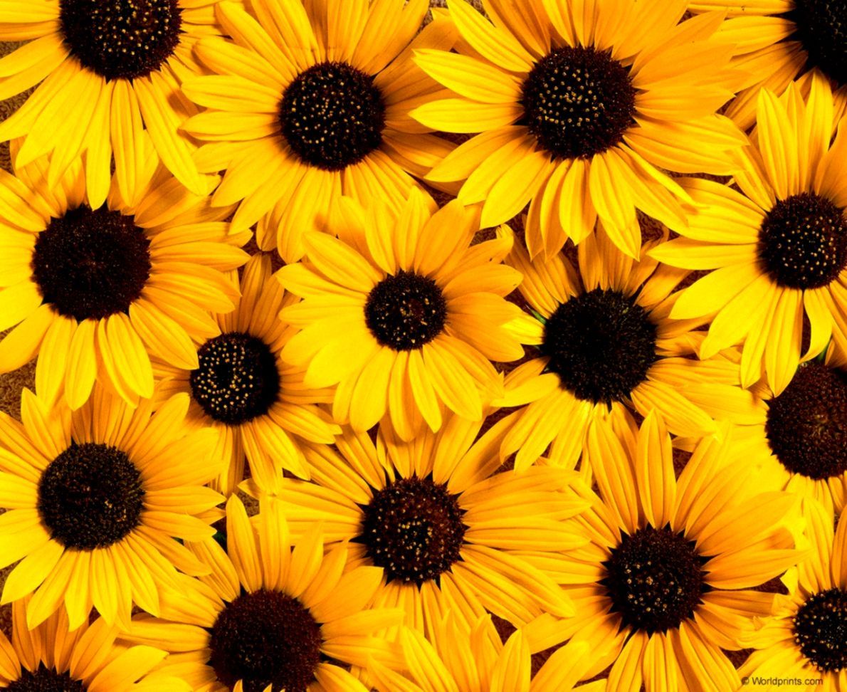 Girasoli gialli ravvicinati, 1190x972 HD, PC