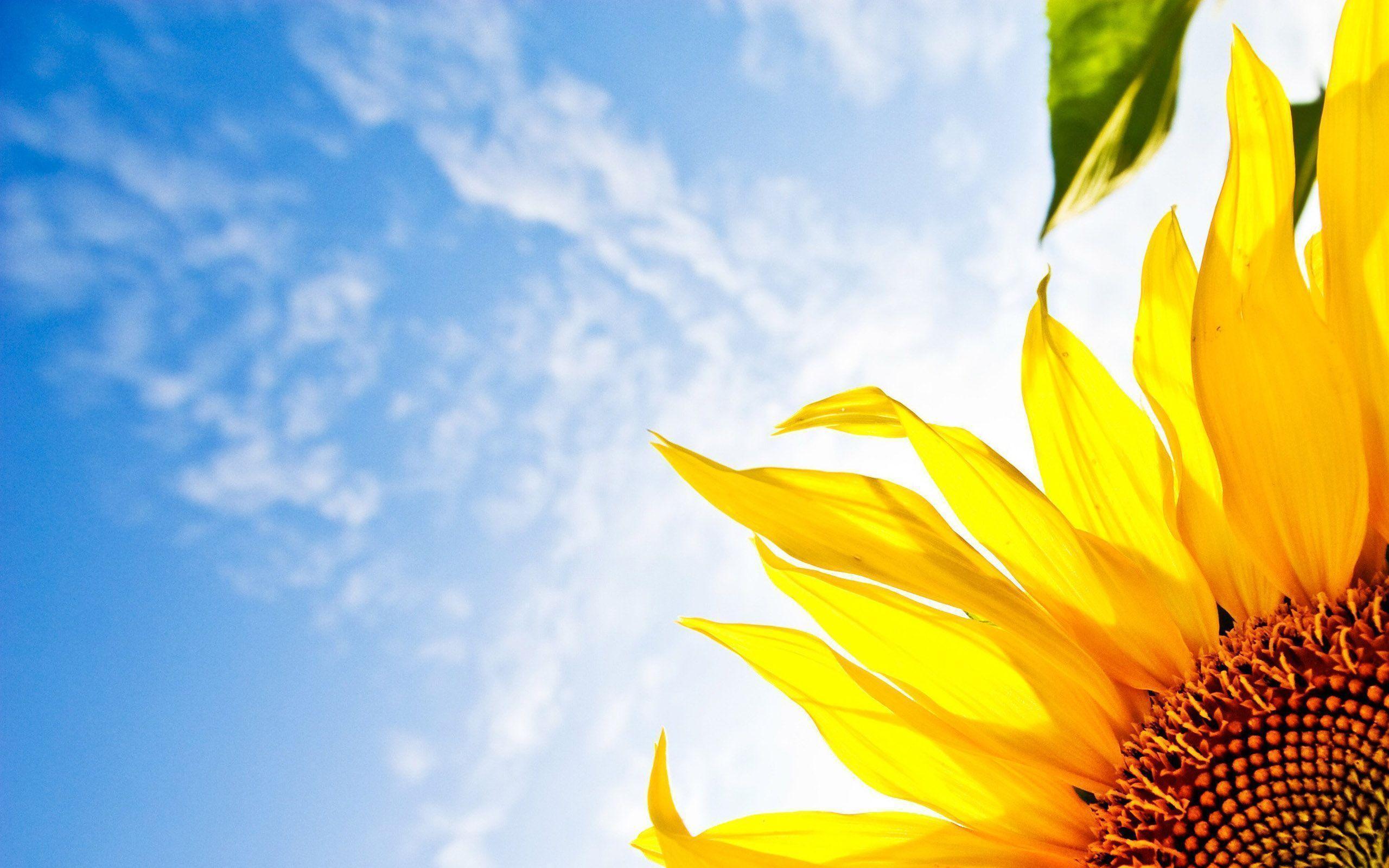 Girasole giallo cielo blu, 2560x1600 2K, MacBook Pro