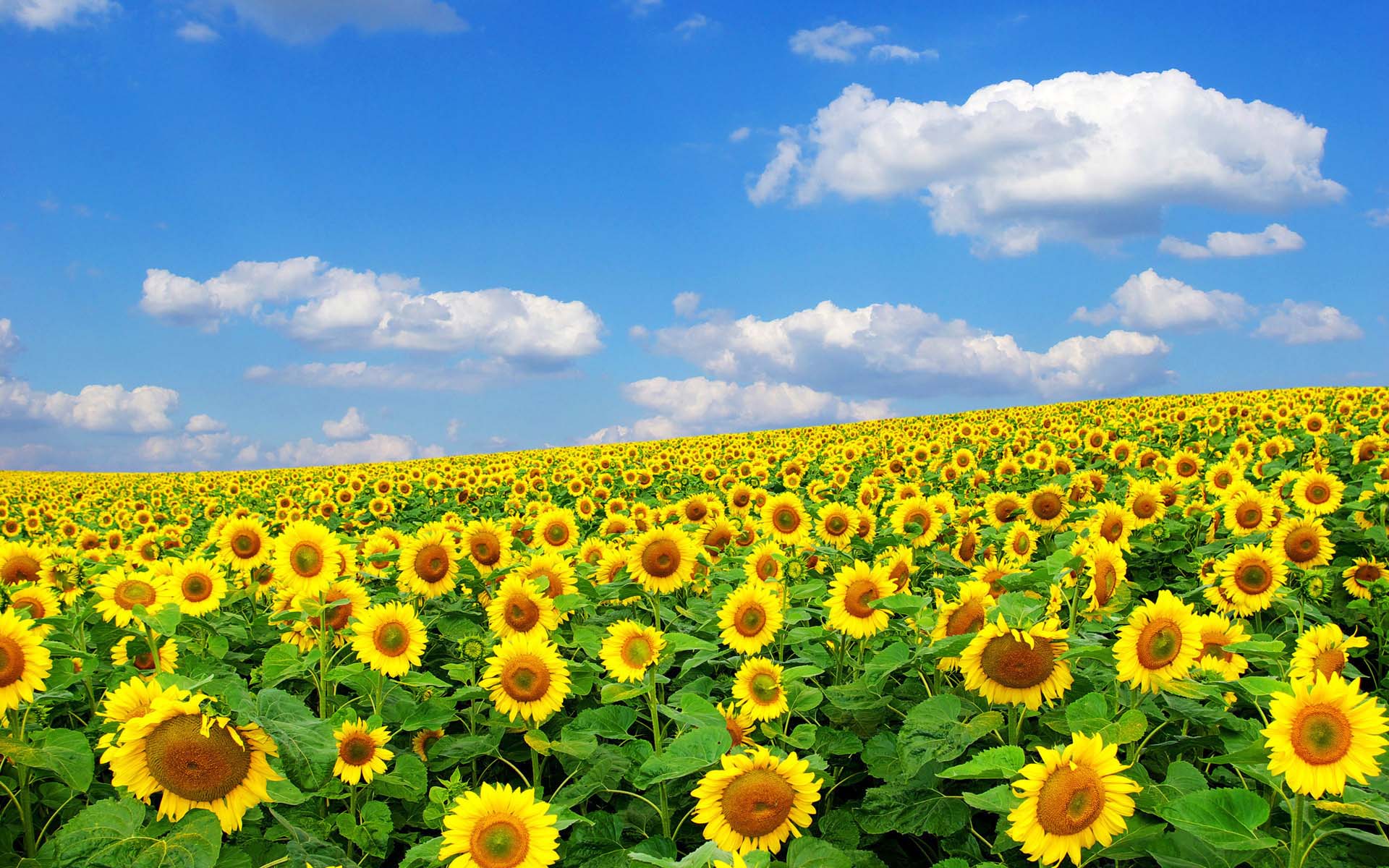 Campo di girasoli gialli, 1920x1200 Full HD+ WUXGA, Laptop
