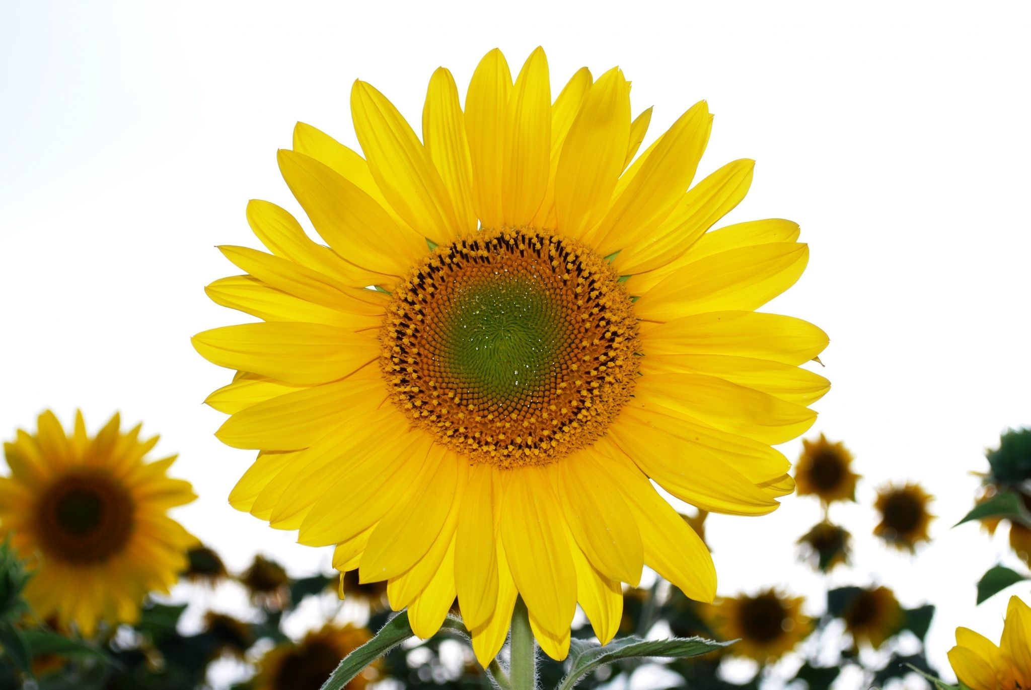 Girasole giallo in campo, 2048x1370 2K, Desktop