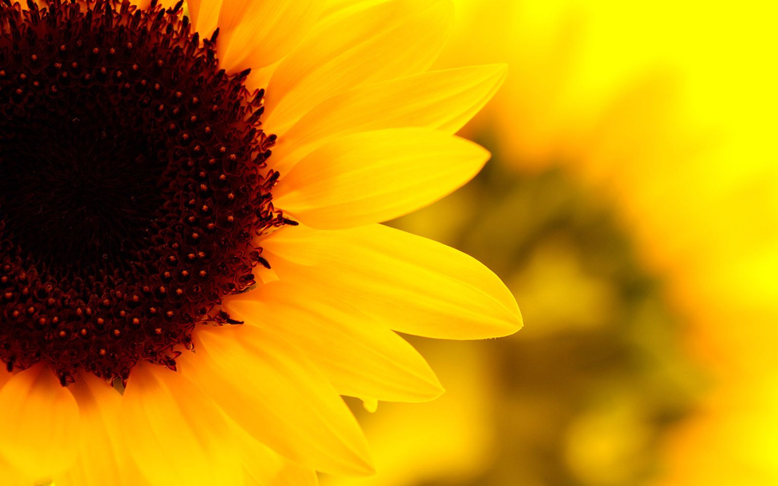 Girasole giallo primo piano, 1600x1000 HD, ROG Asus Laptop