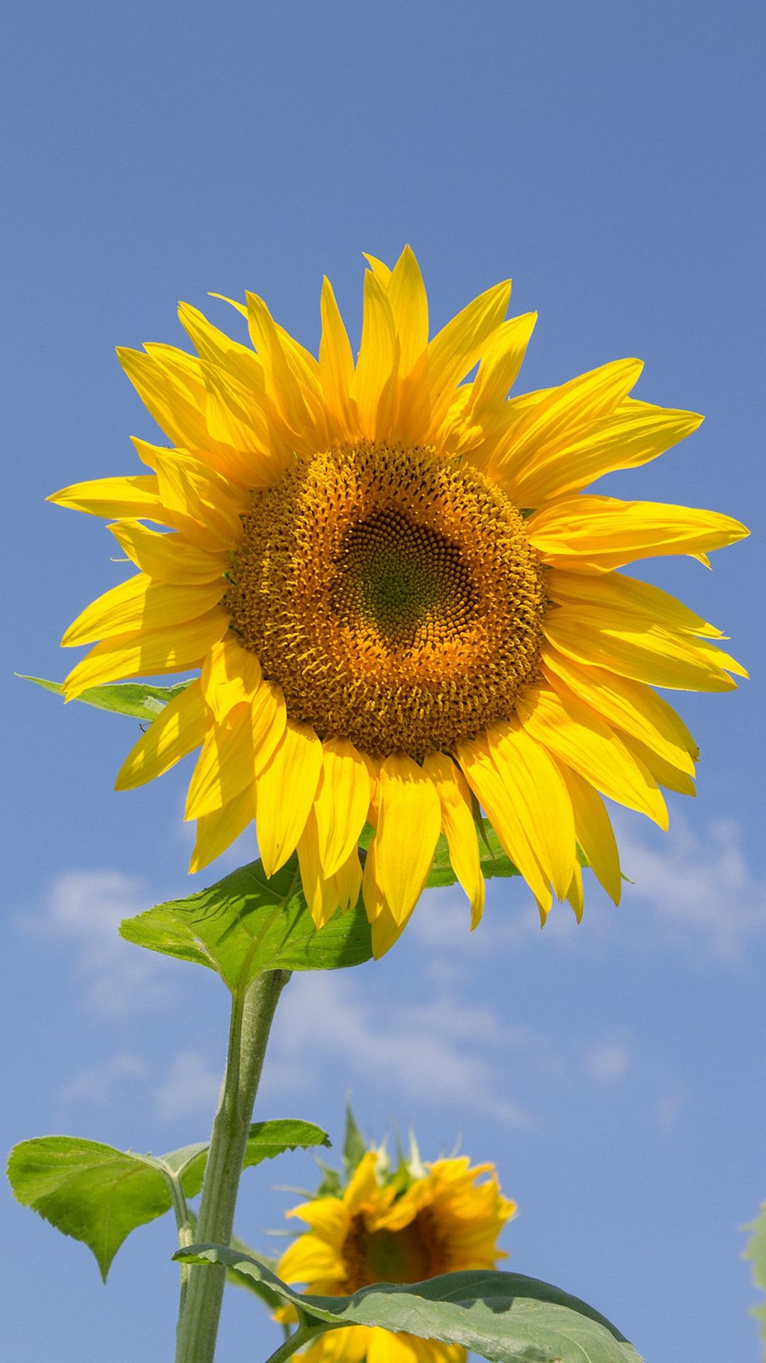 Girasole giallo cielo blu, 1080x1920 Full HD Verticale, iPhone