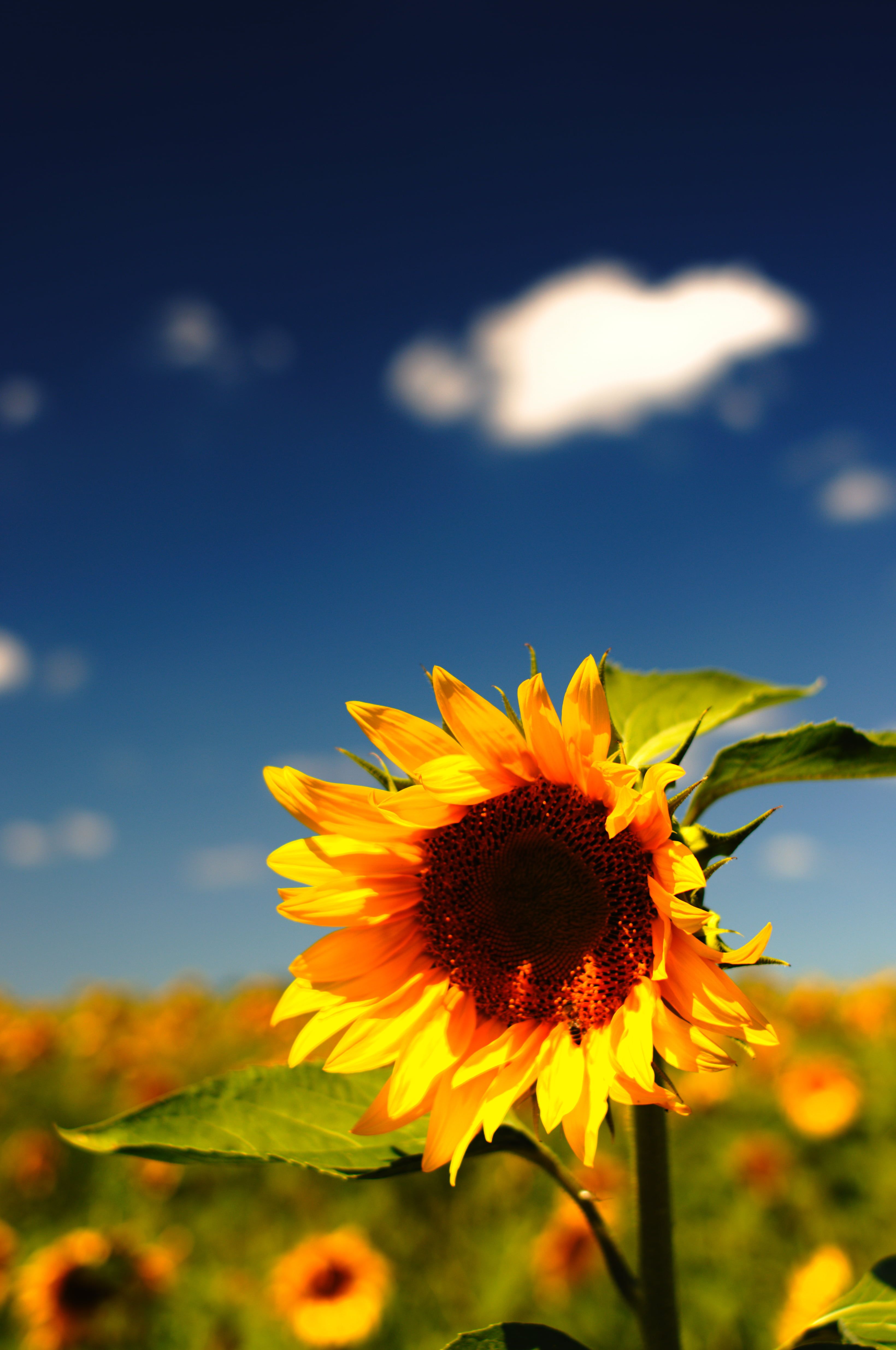 Girasole giallo campo aperto, 3280x4940 Verticale, Mobile