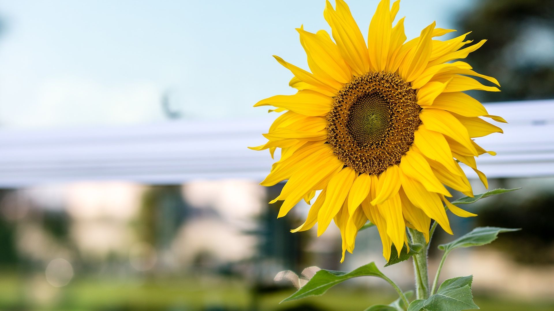 Girasole giallo in fiore, 1920x1080 Full HD 1080p, Desktop
