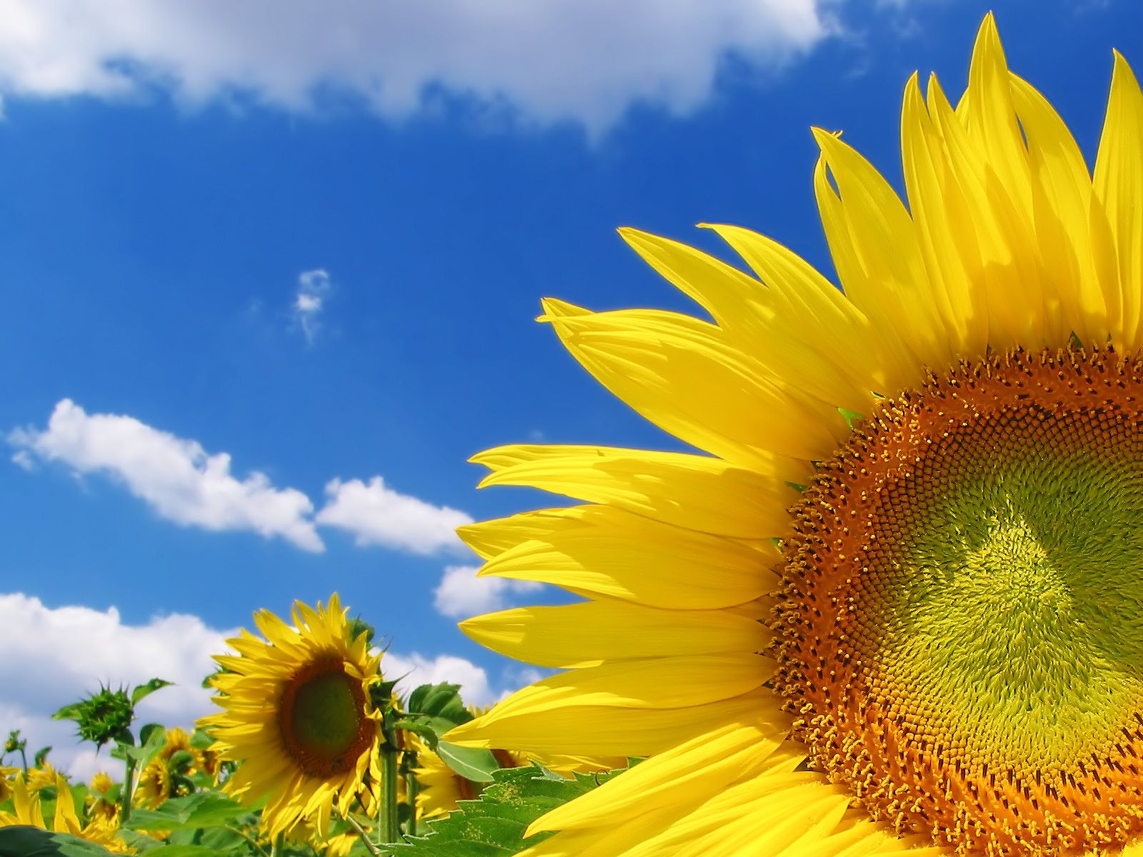 Girasole giallo sotto cielo blu, 1600x1200 HD, Laptop