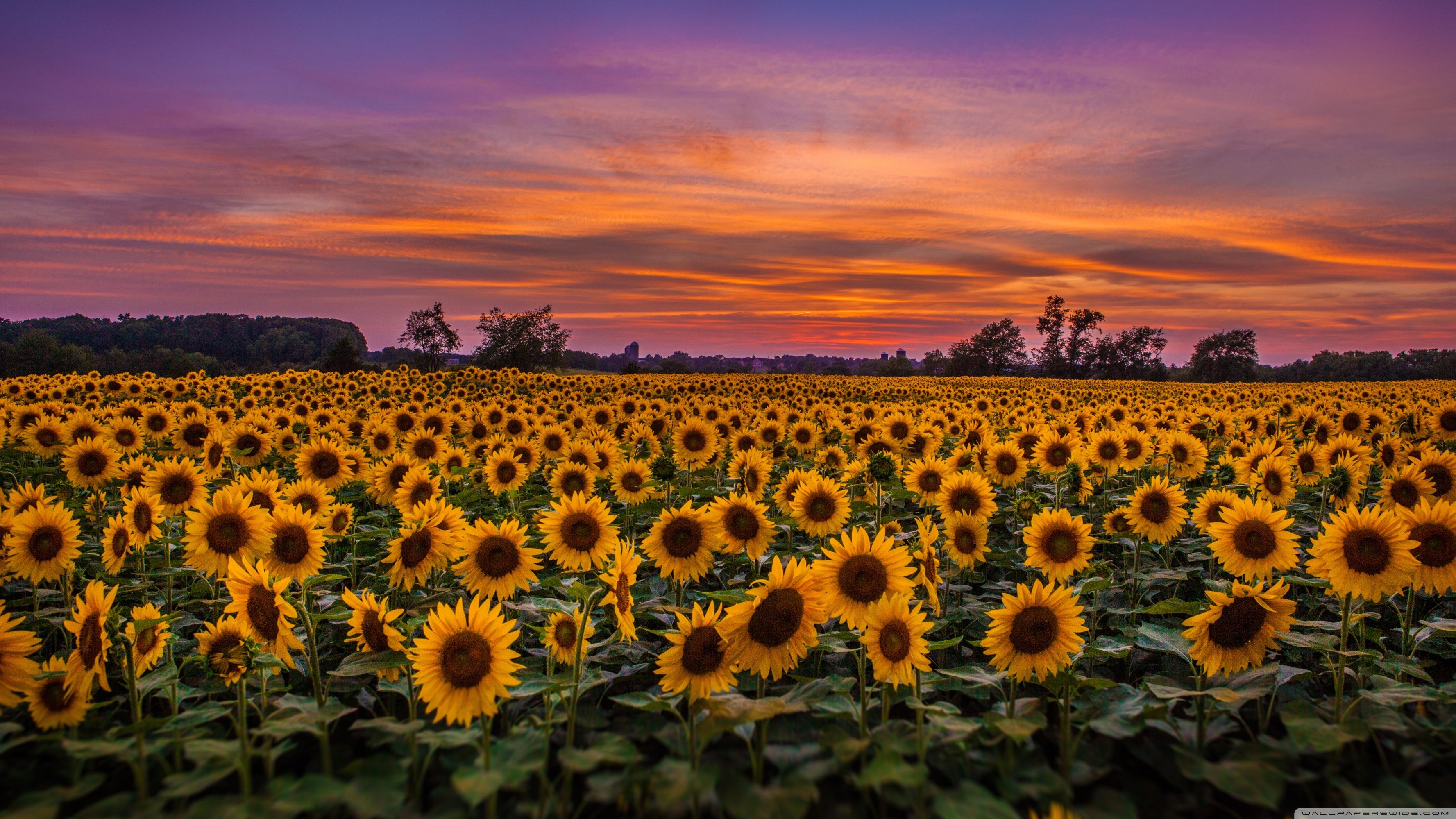 Campo di girasoli al tramonto, 3554x1999 2K+, Desktop