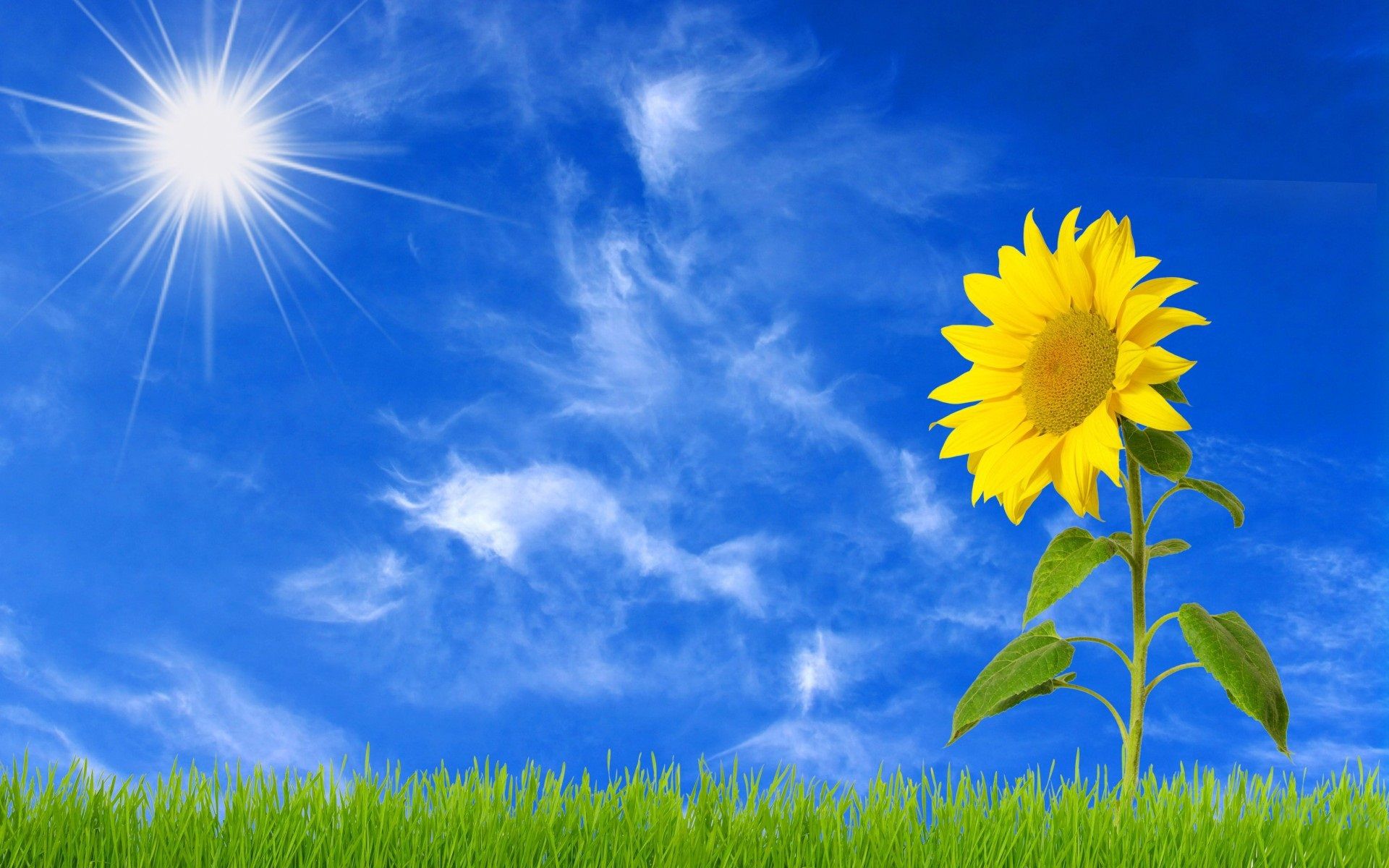 Girasole giallo cielo blu, 1920x1200 Full HD+, Desktop