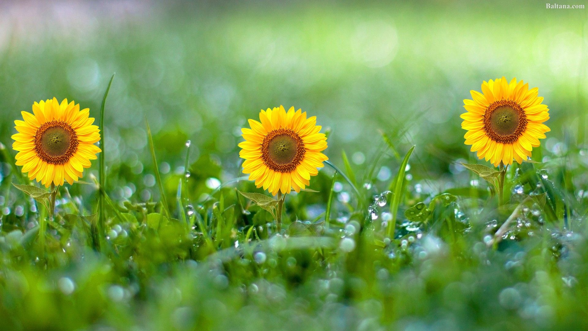 Girasoli gialli su erba verde, 1920x1080 Full HD, Laptop