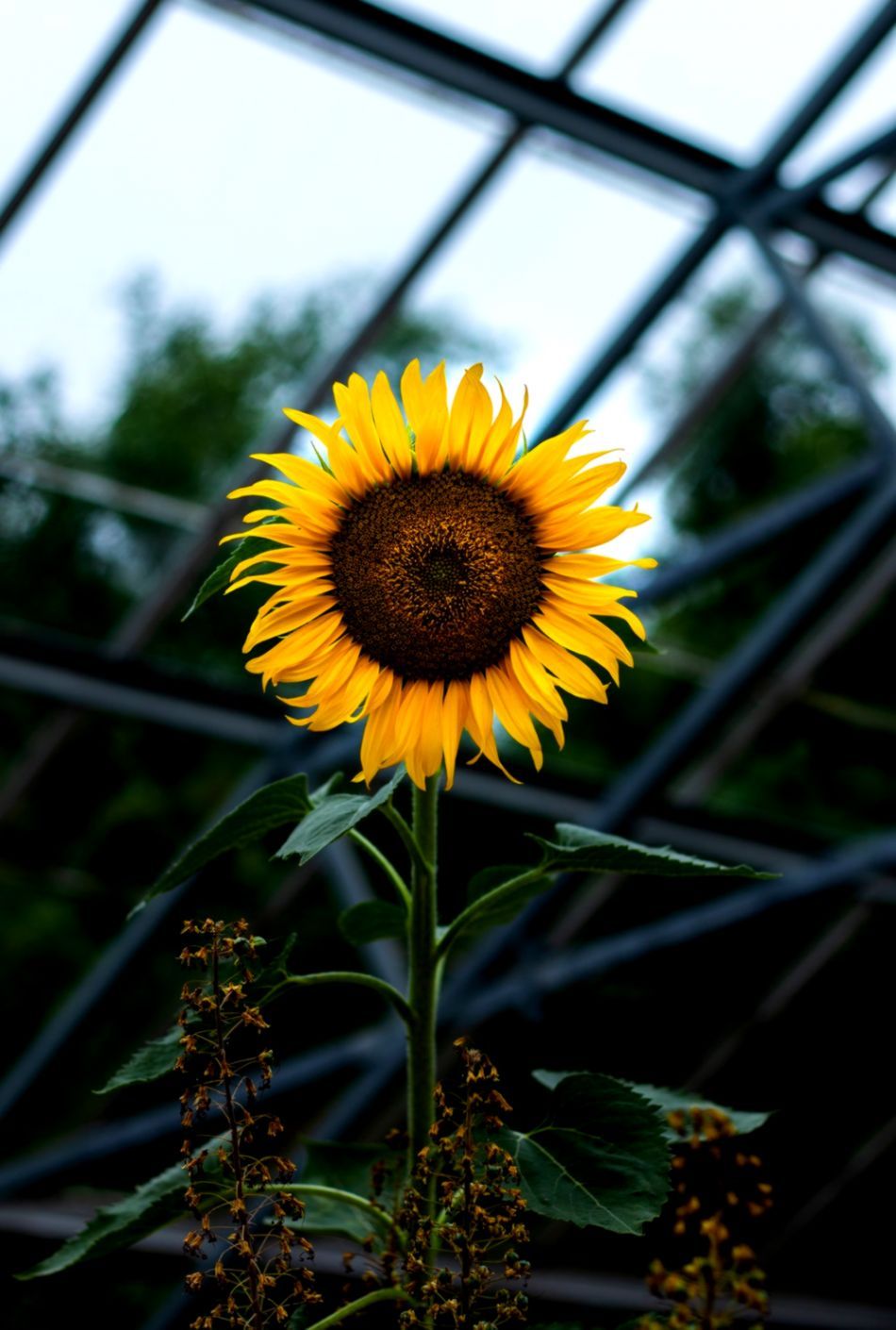 Girasole giallo in serra, 950x1410 Verticale, POCO