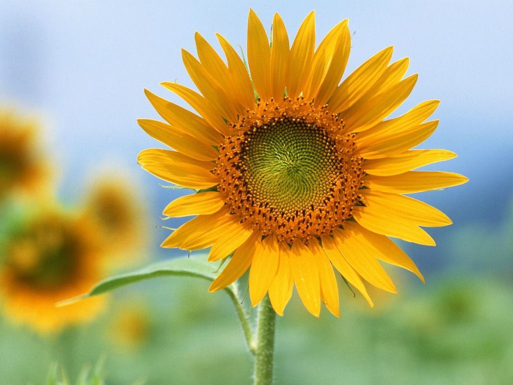 Girasole giallo in fiore, 1024x768 HD, PC