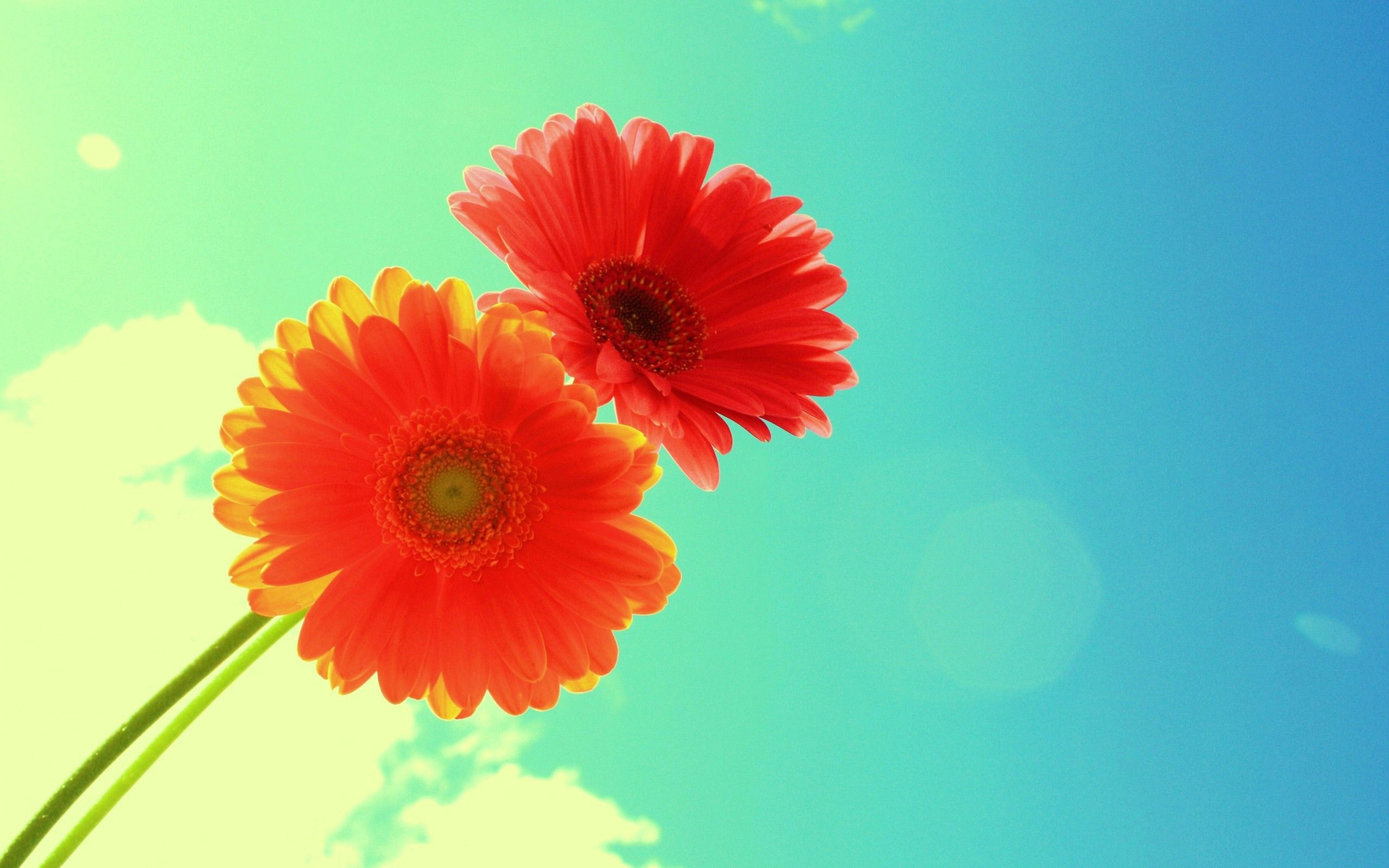 Gerbere rosse su sfondo azzurro, 2560x1600 WQXGA, Desktop
