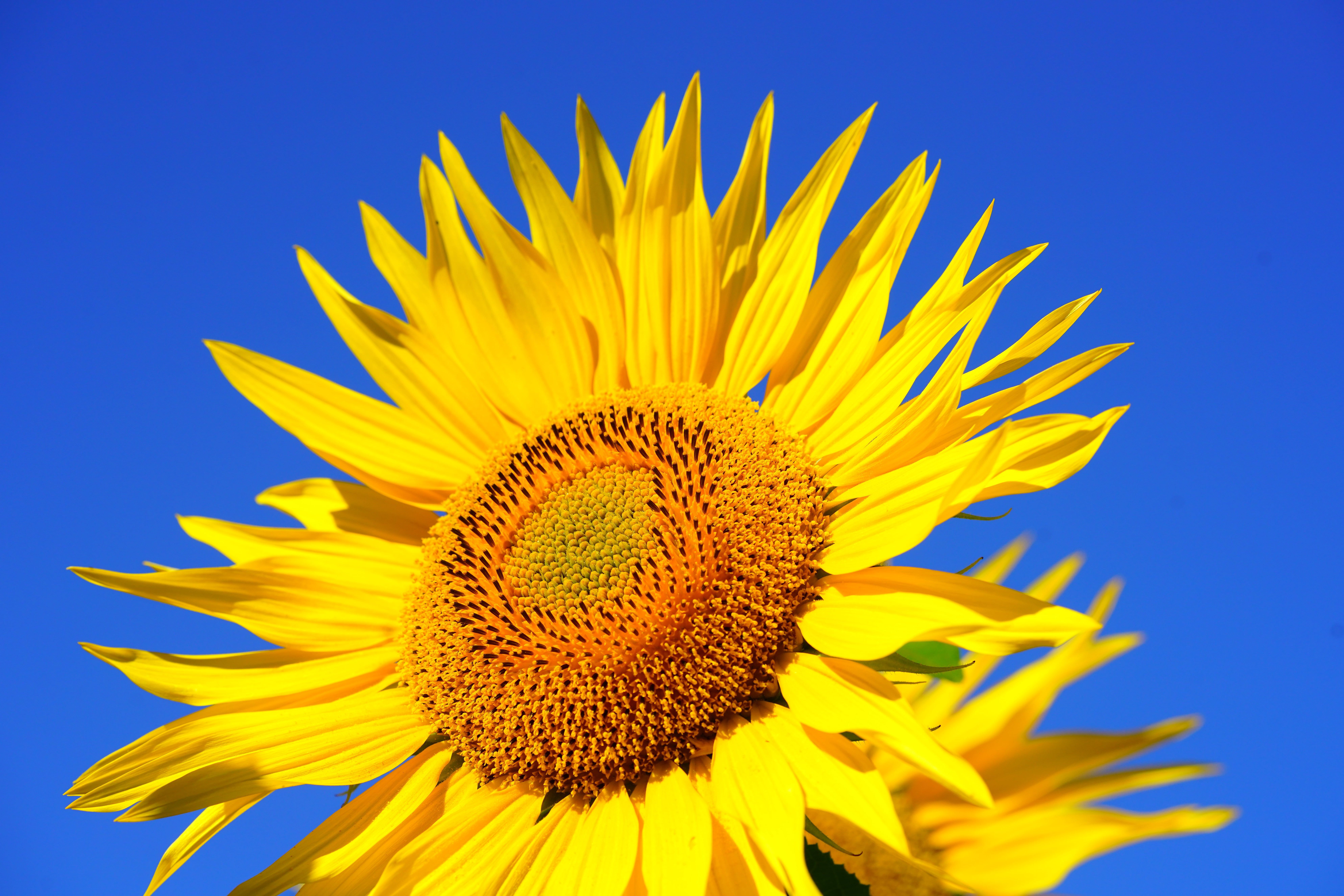 Girasole giallo primo piano, 7952x5304 UHD, Monitor 4K