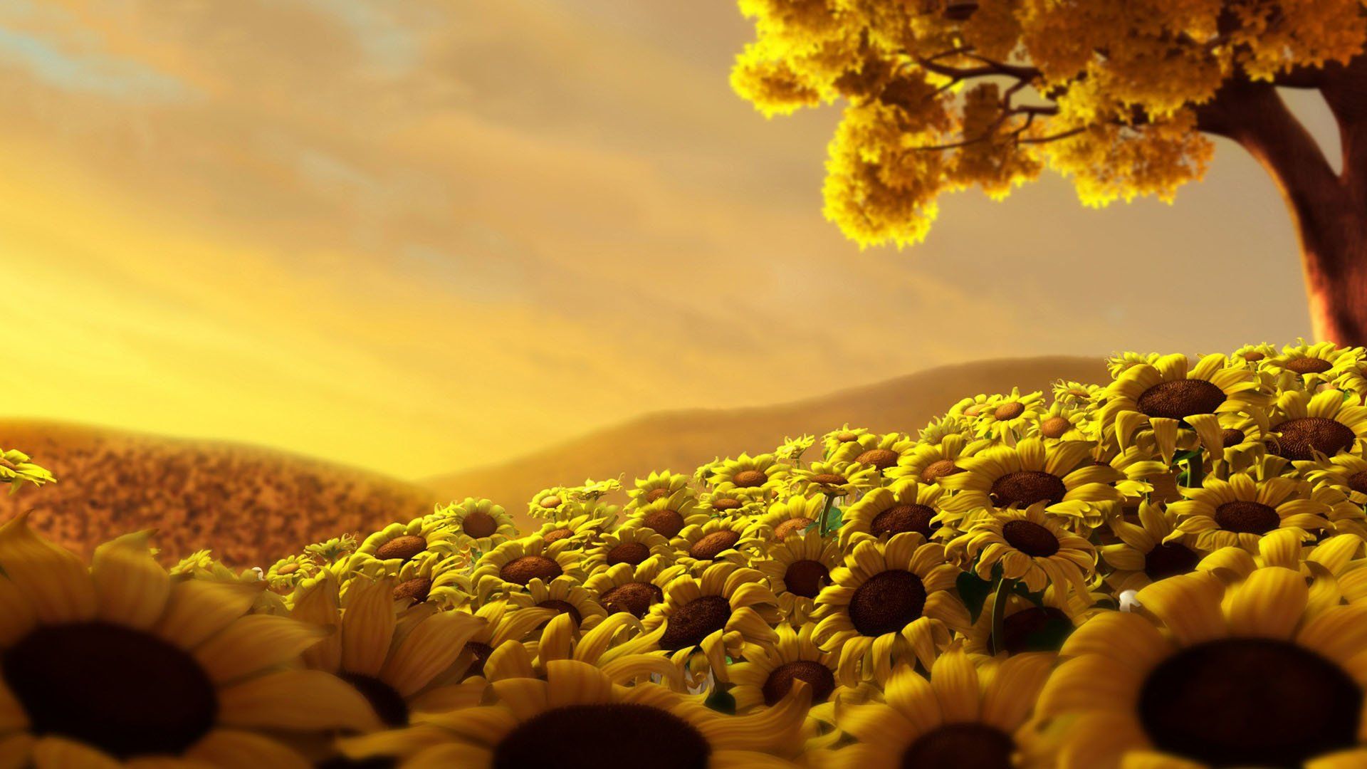 Campo di girasoli al tramonto, 1920x1080 Full HD, Desktop