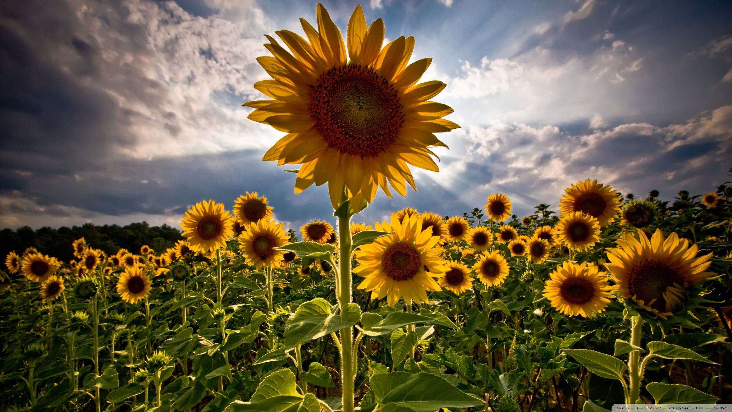 Campo di girasoli, 2400x1350 alta risoluzione, Desktop