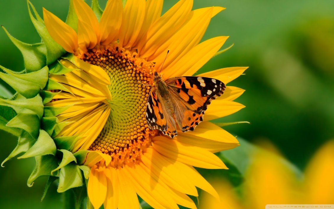 Farfalla su girasole giallo, 1130x706 HD, Laptop