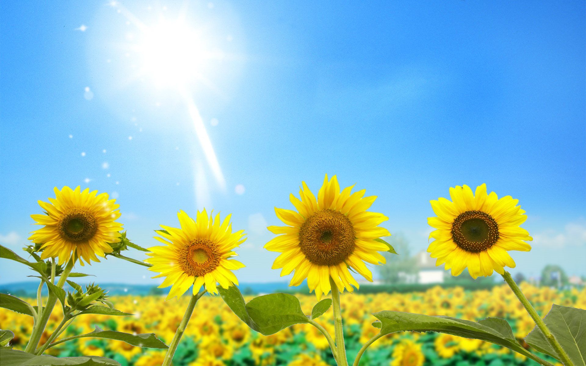 Campo di girasoli gialli, 1920x1200 Full HD+, iMac