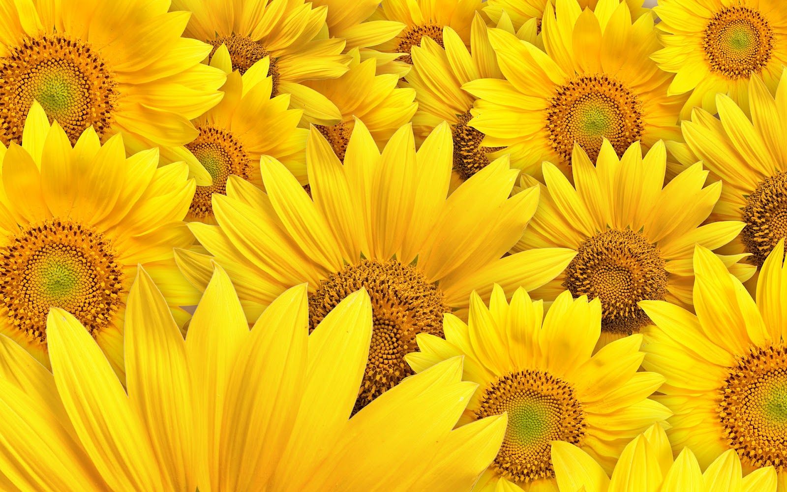 Girasoli gialli ravvicinati, 1600x1000 HD Ready, Desktop